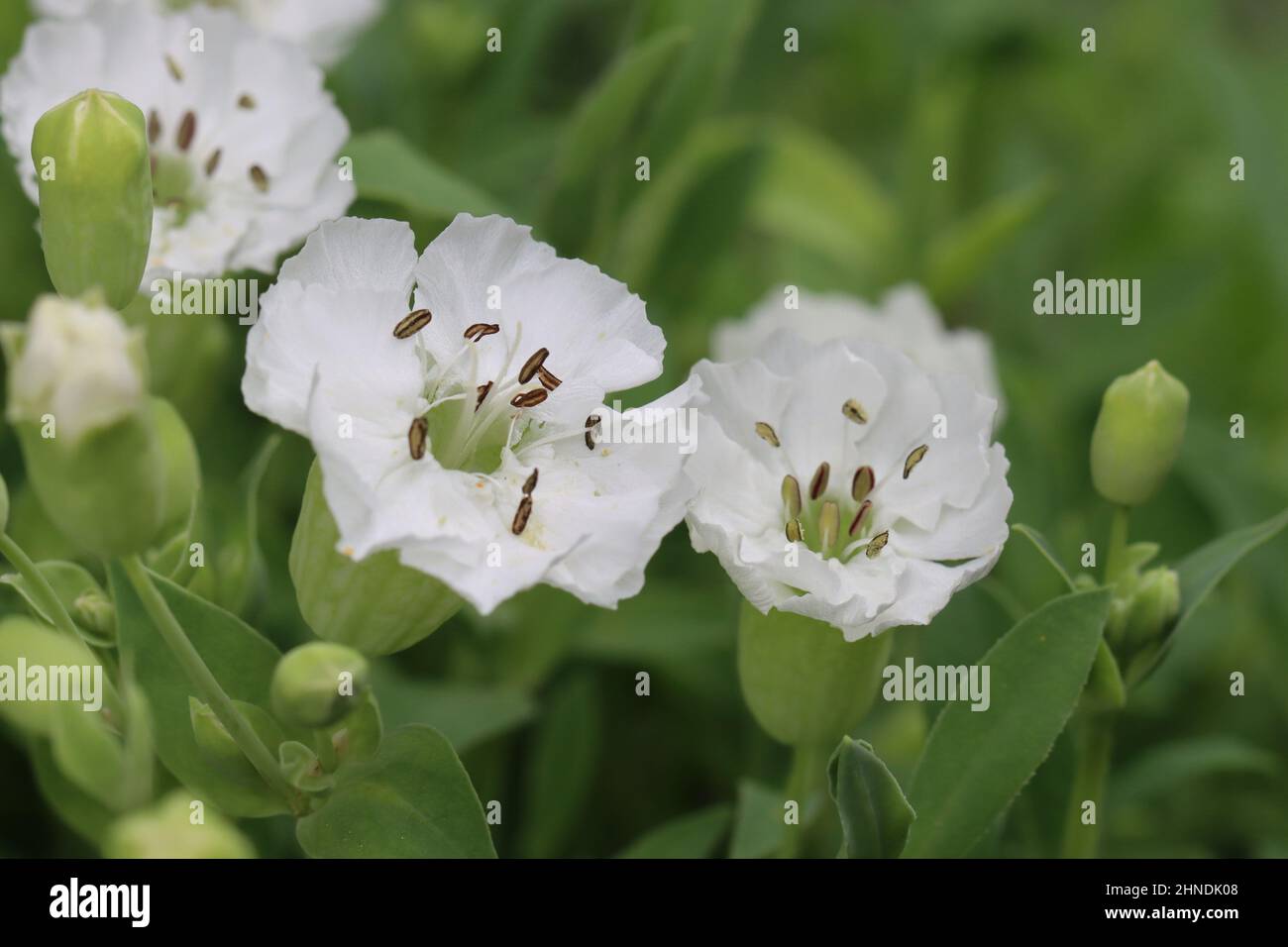 close-up of white flowers of silene uniflora with focus on the stamens Stock Photo