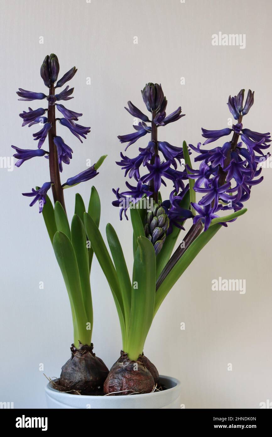 close-up of three blue hyacinths against a white background, side view Stock Photo