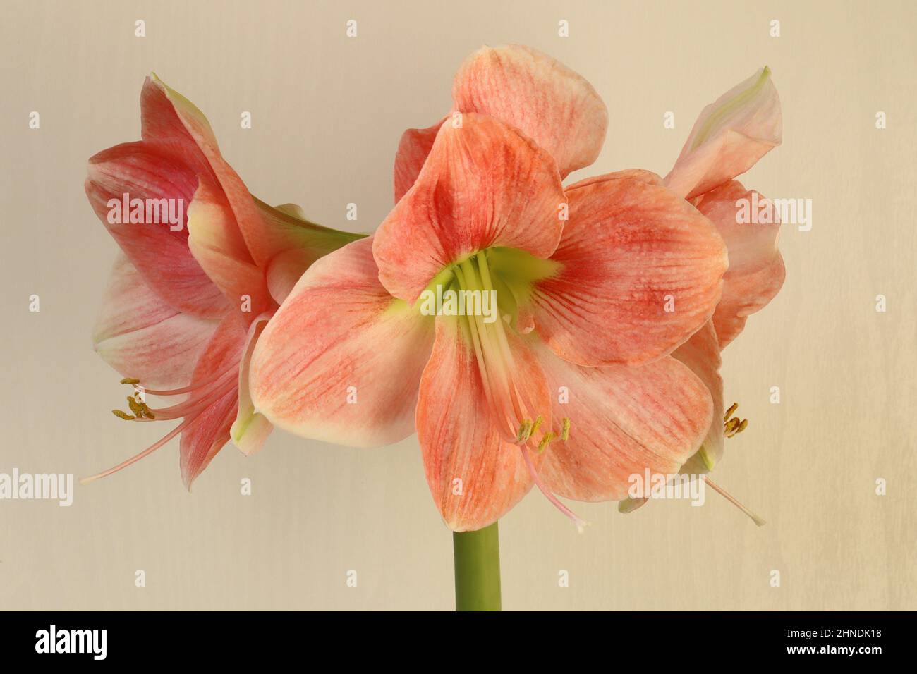 close-up of a salmon pink hippeastrum flower against a white background Stock Photo