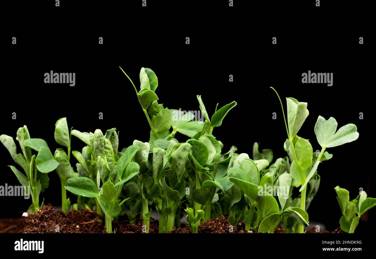 Sprouts germination newborn pea microgreen in black background. Stock Photo