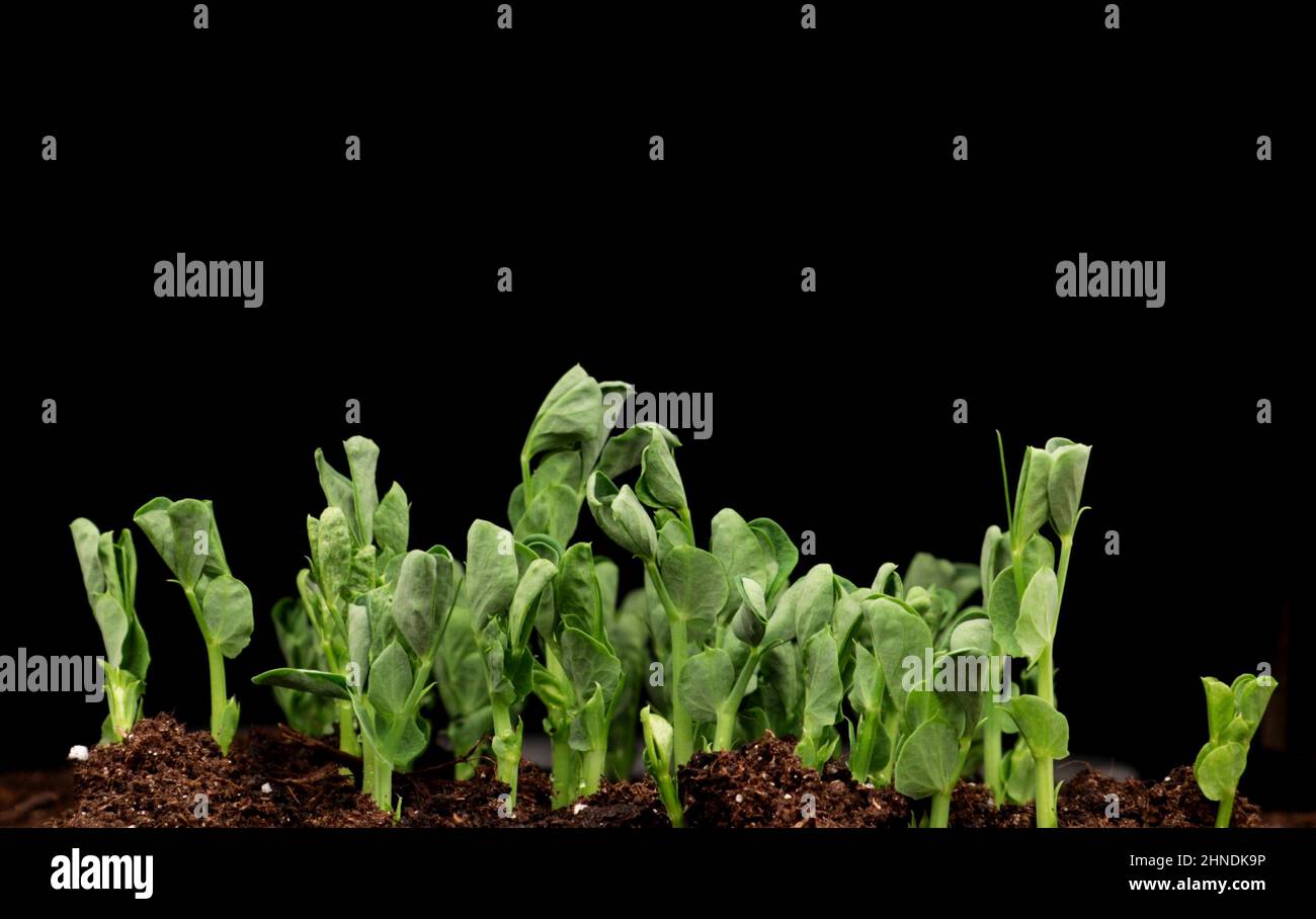Sprouts germination newborn pea microgreen in black background. Stock Photo