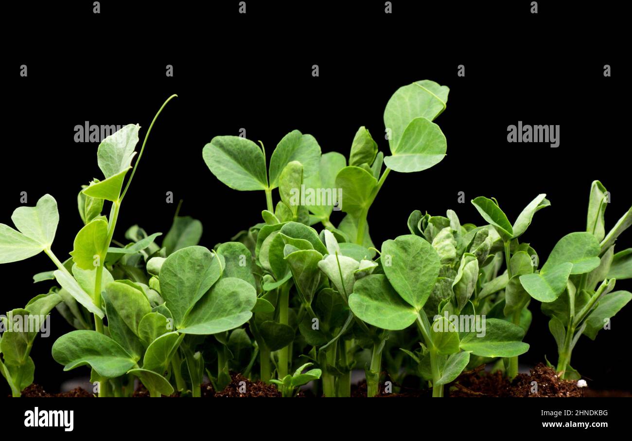 Sprouts germination newborn pea microgreen in black background. Stock Photo