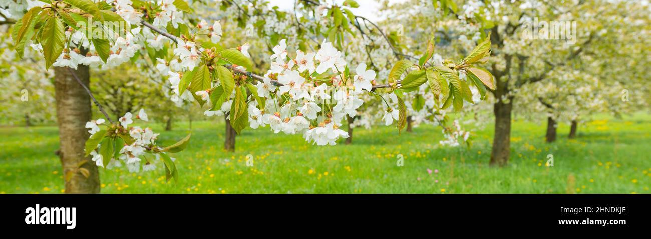 Full bloom sakura hi-res stock photography and images - Alamy