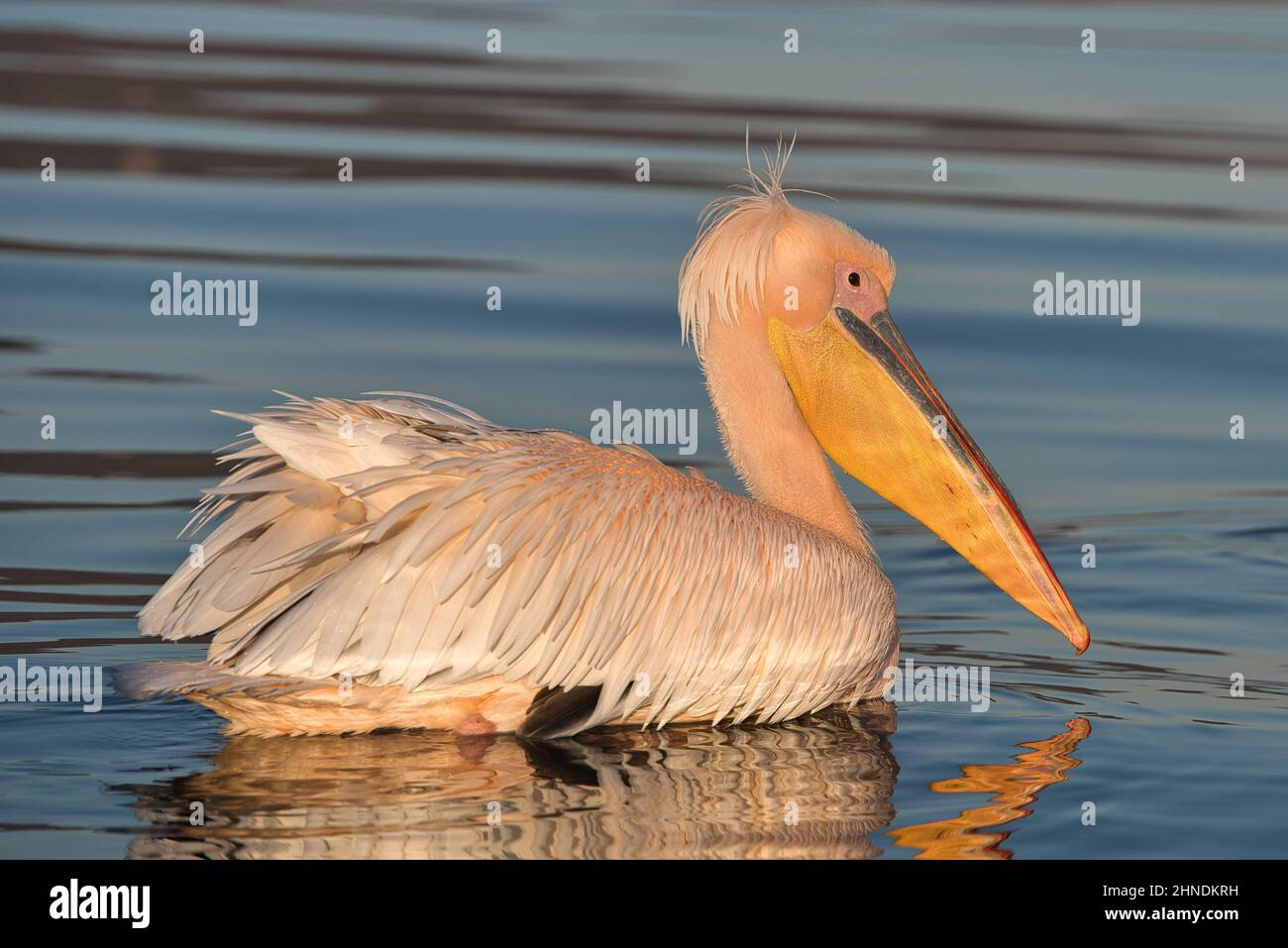 Wasservogel, waterbird, Vogel, bird, Pelikan, Pelican, grosser weisser Pelikan, great white pelican, Pelecanus onocrotalus, Ornitologie, ornithology, Stock Photo