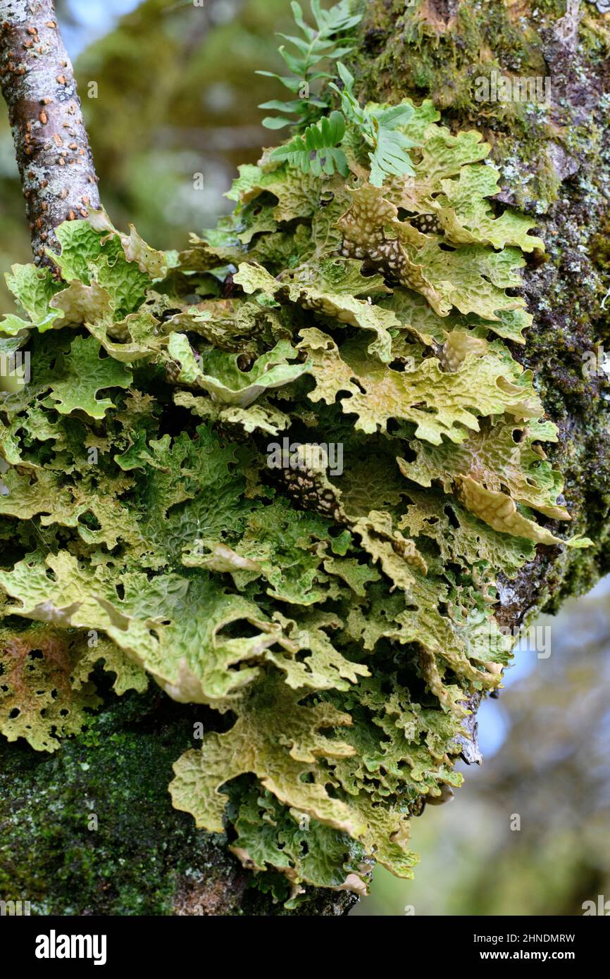 Tree lungwort (Lobaria pulmonaria) Stock Photo