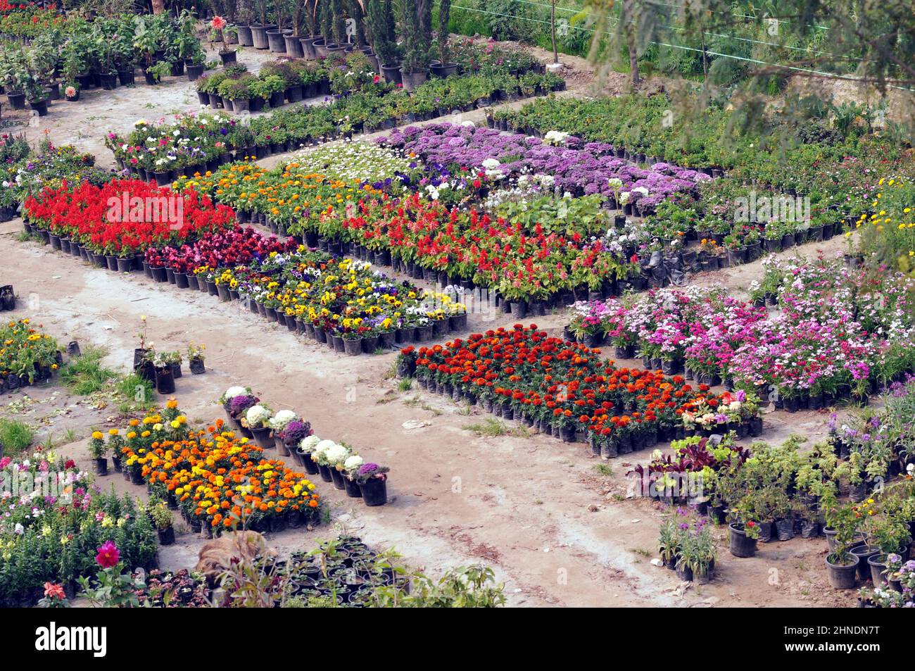 Nursries hires stock photography and images Alamy