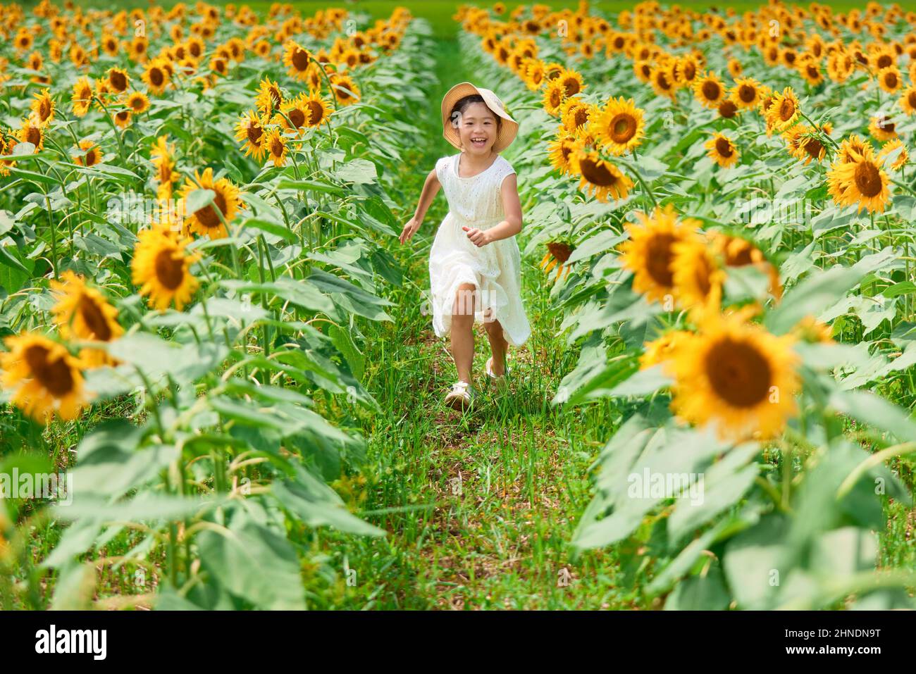 Girl In A Sunflower Field Stock Photo - Alamy