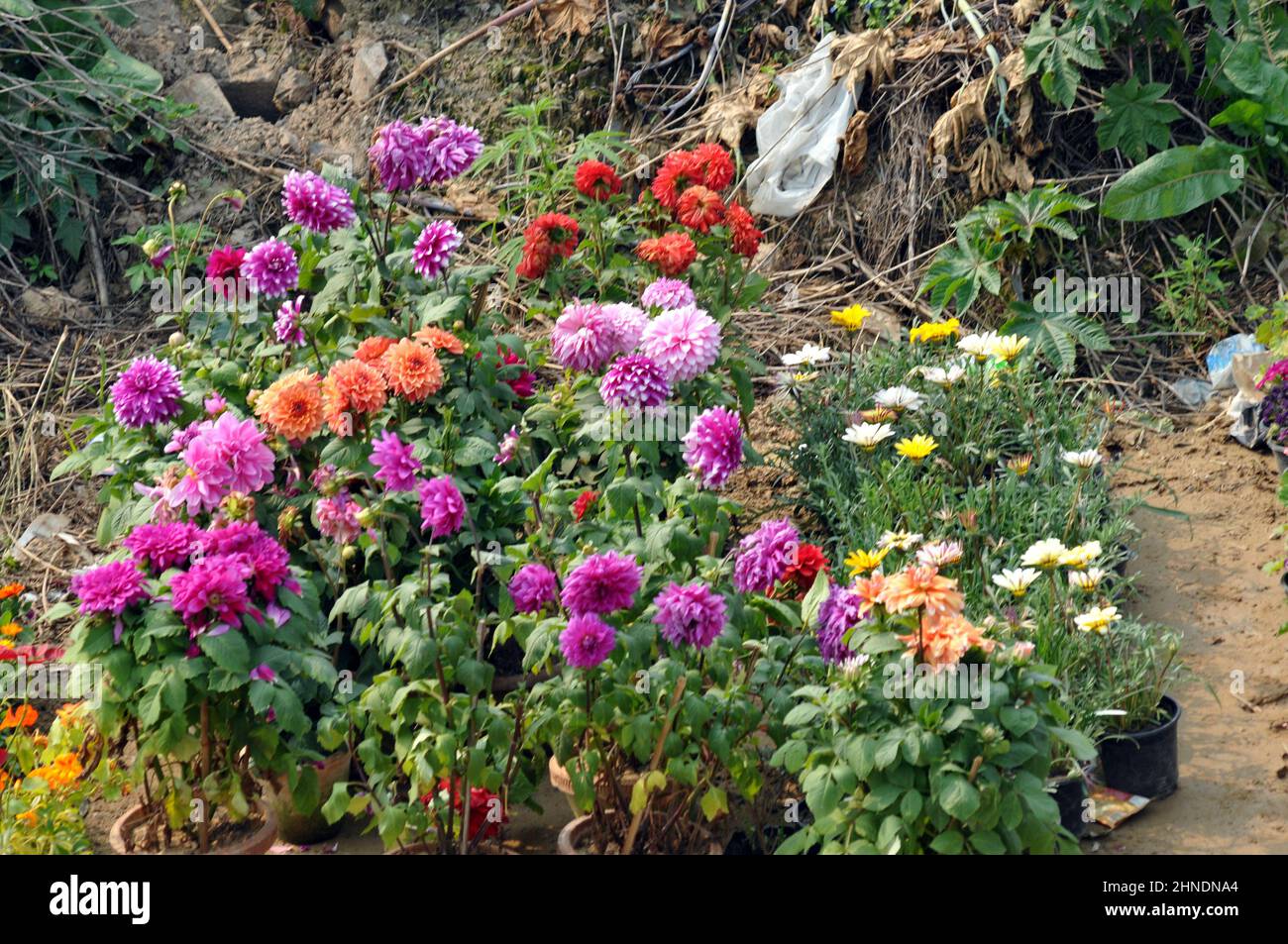 Nursries hires stock photography and images Alamy