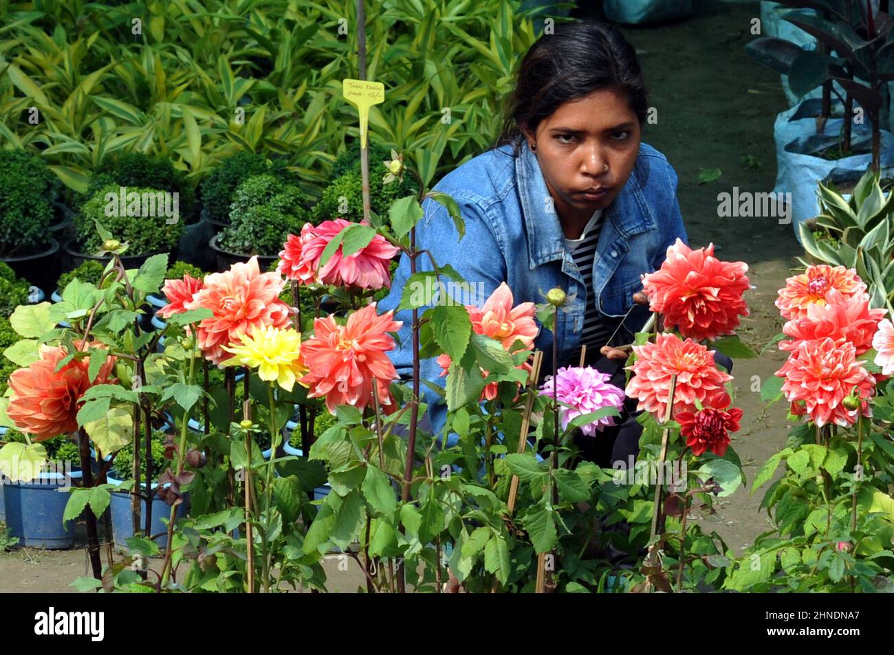 Nursries hires stock photography and images Alamy