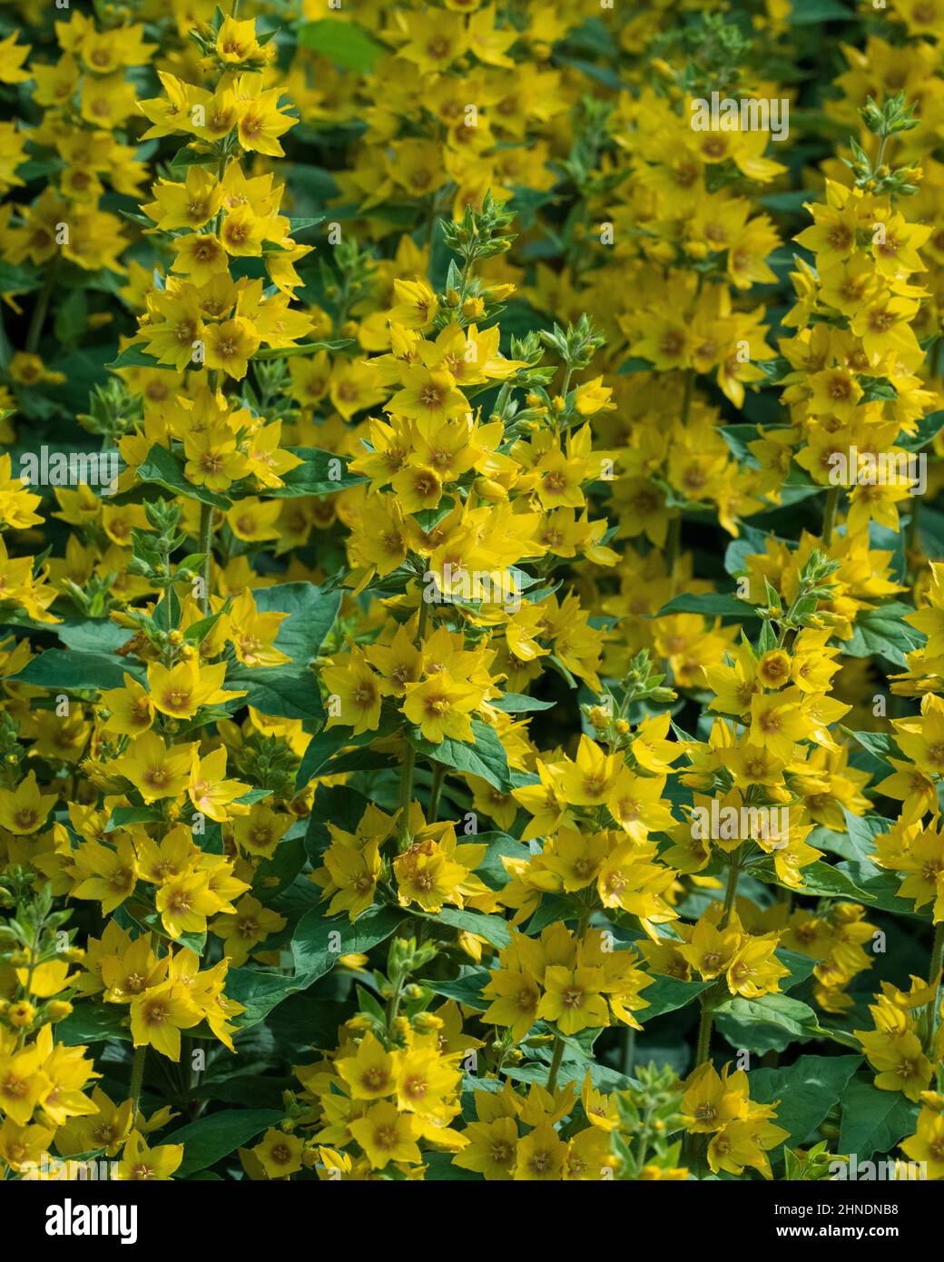 Yellow Loosestrife also Common Loosestrife (Lysimachia punctata), flowers Stock Photo