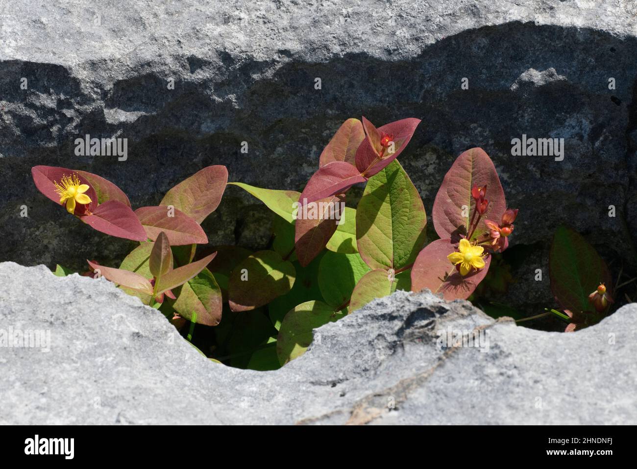 Tutsan (Hypericum androsaemum), in limestone gryke Stock Photo