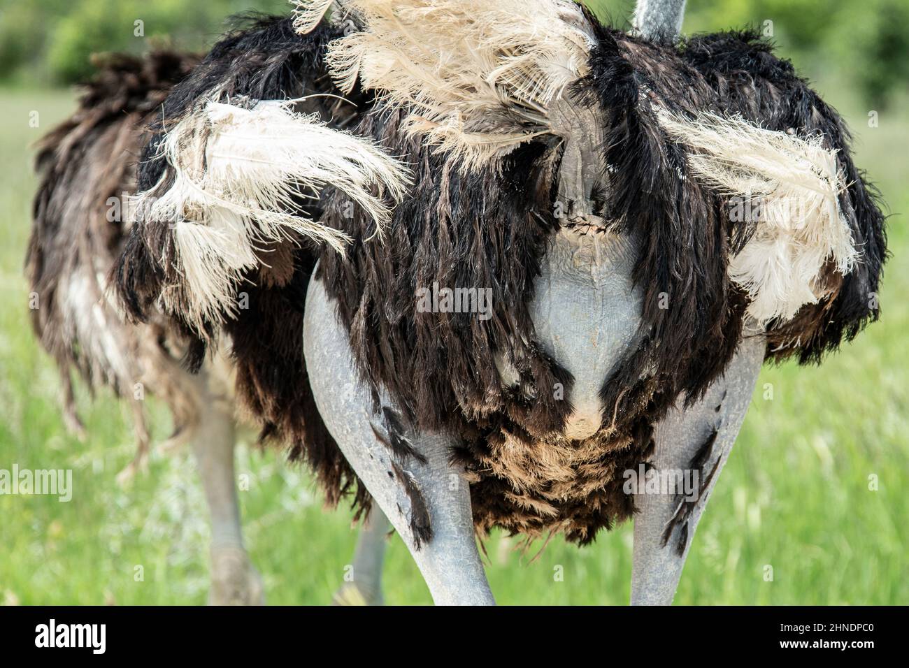 Rear view bird hi res stock photography and images Alamy Rear view bird hi res stock photography and images Alamy
