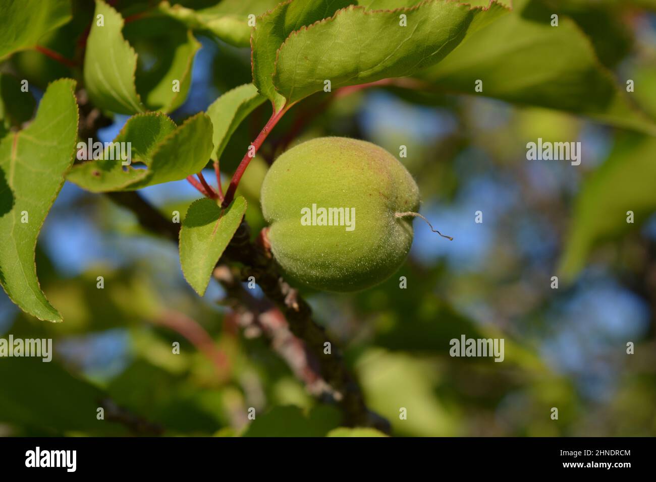 Apricot, or Prunus armeniaca ripening on tree, close up Stock Photo