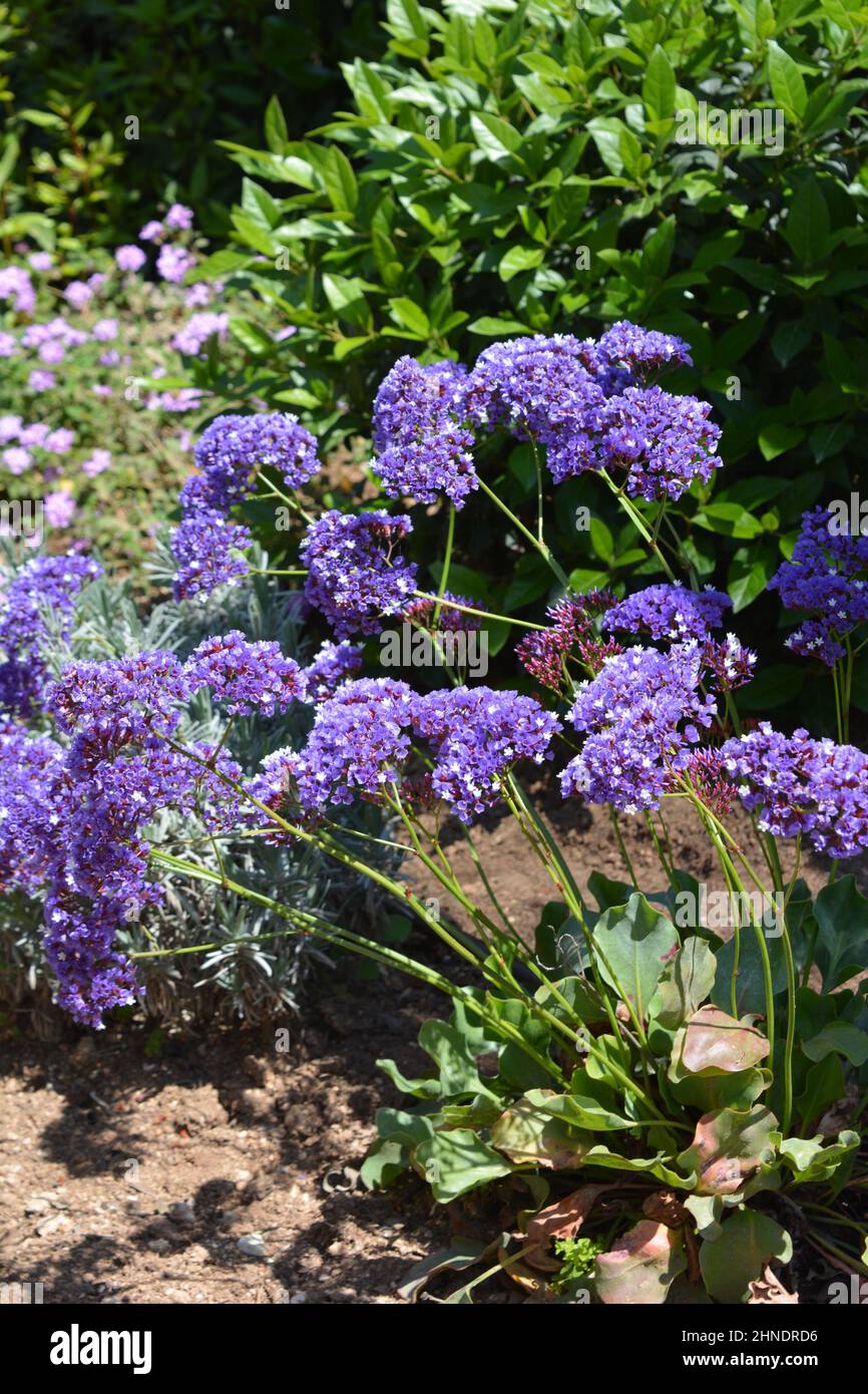 Statice, also known as wavyleaf sea lavender or Limonium sinuatum,purple  flowers in a Mediterranean garden Stock Photo