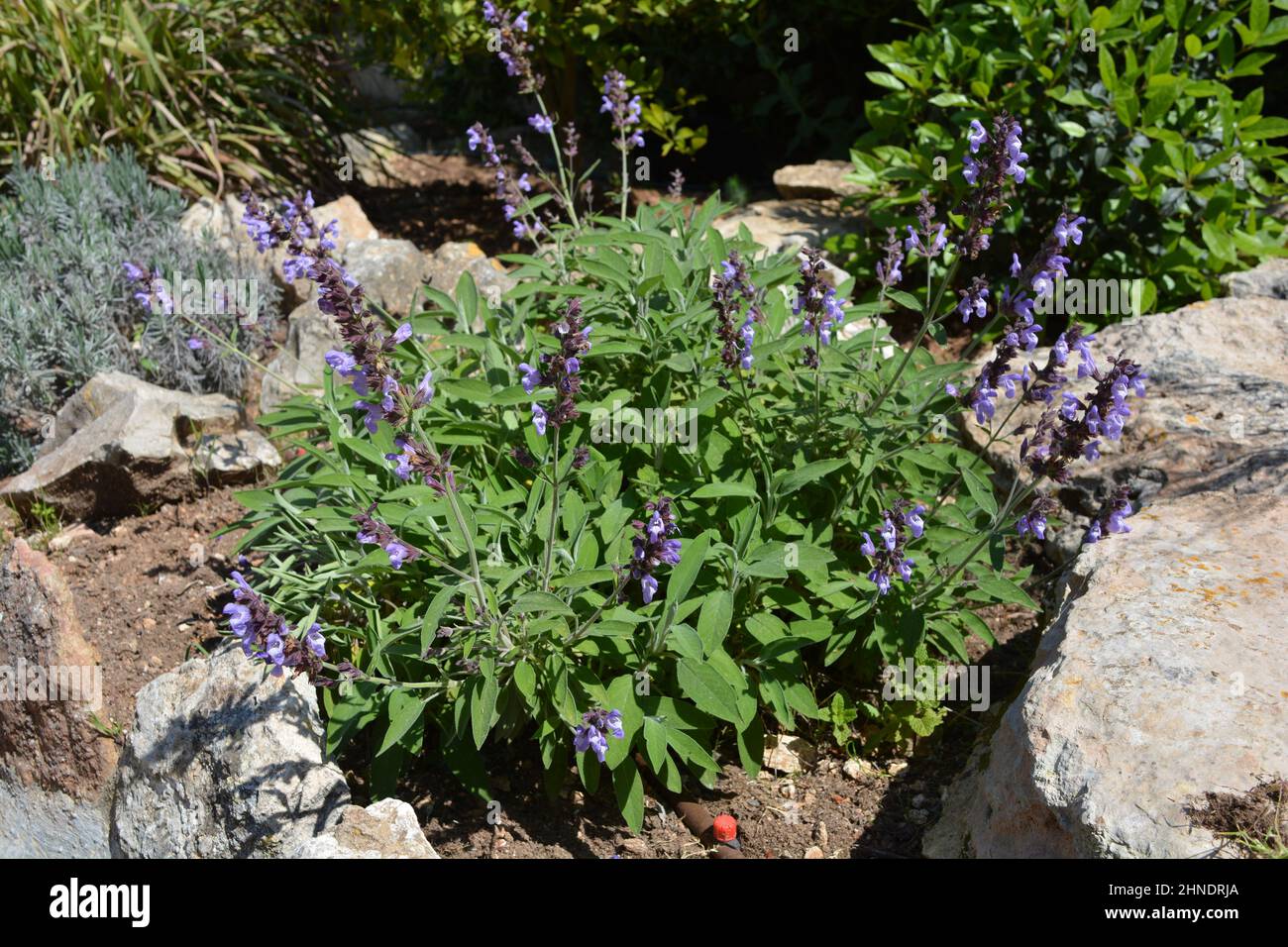 Sage, also known as Salvia officinalis growing in an irrigated