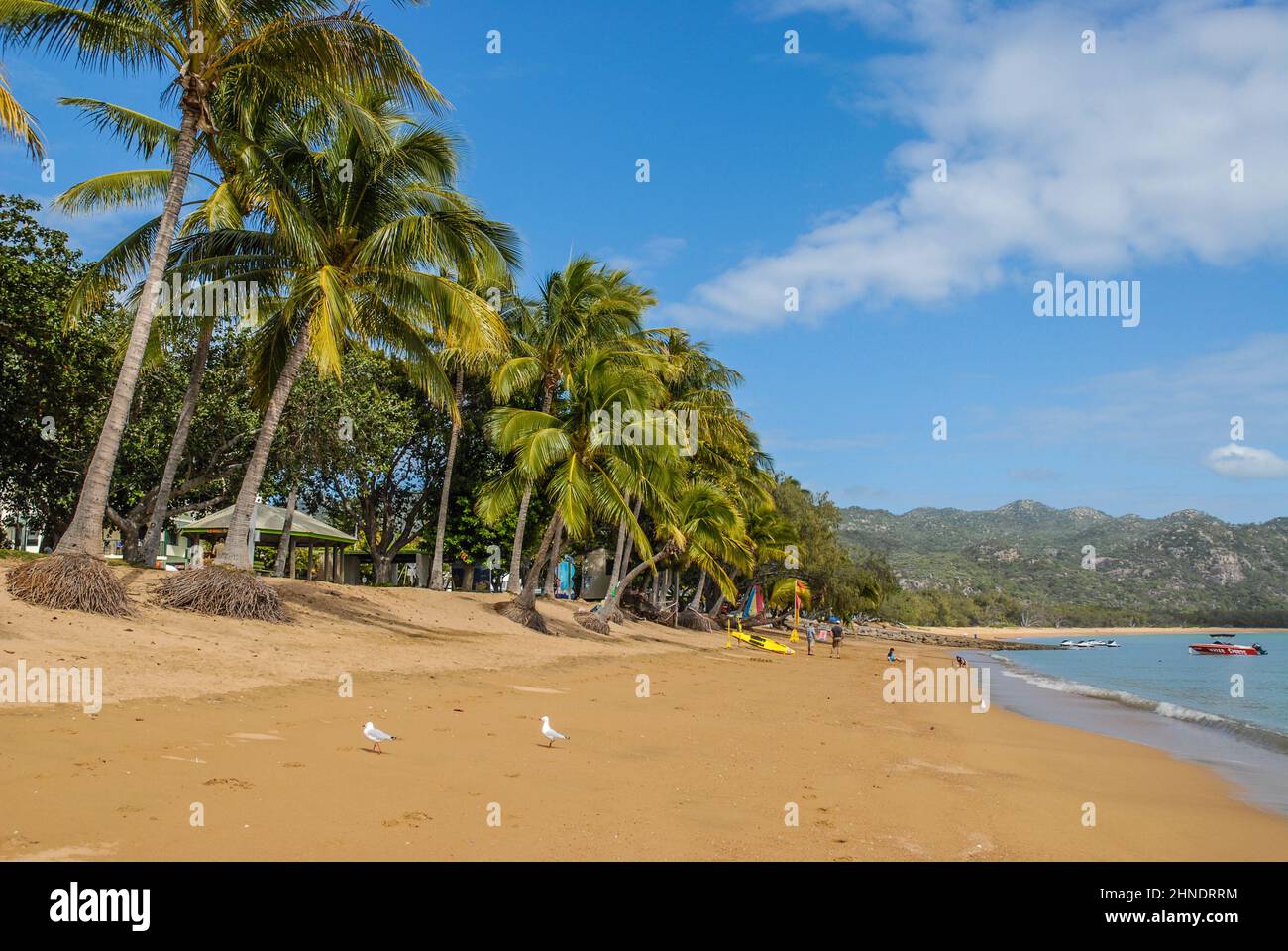 Tropical beach scene with coconut palms and golden sand, Horseshoe Bay,  Magnetic Island, Queensland, Australia Stock Photo