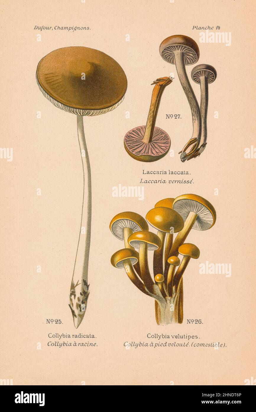 Antique mushroom engraving of Collybia radicata, Collybia velutipes, Laccaria laccata (Deceiver). By Leon Dufour, 1891. Stock Photo