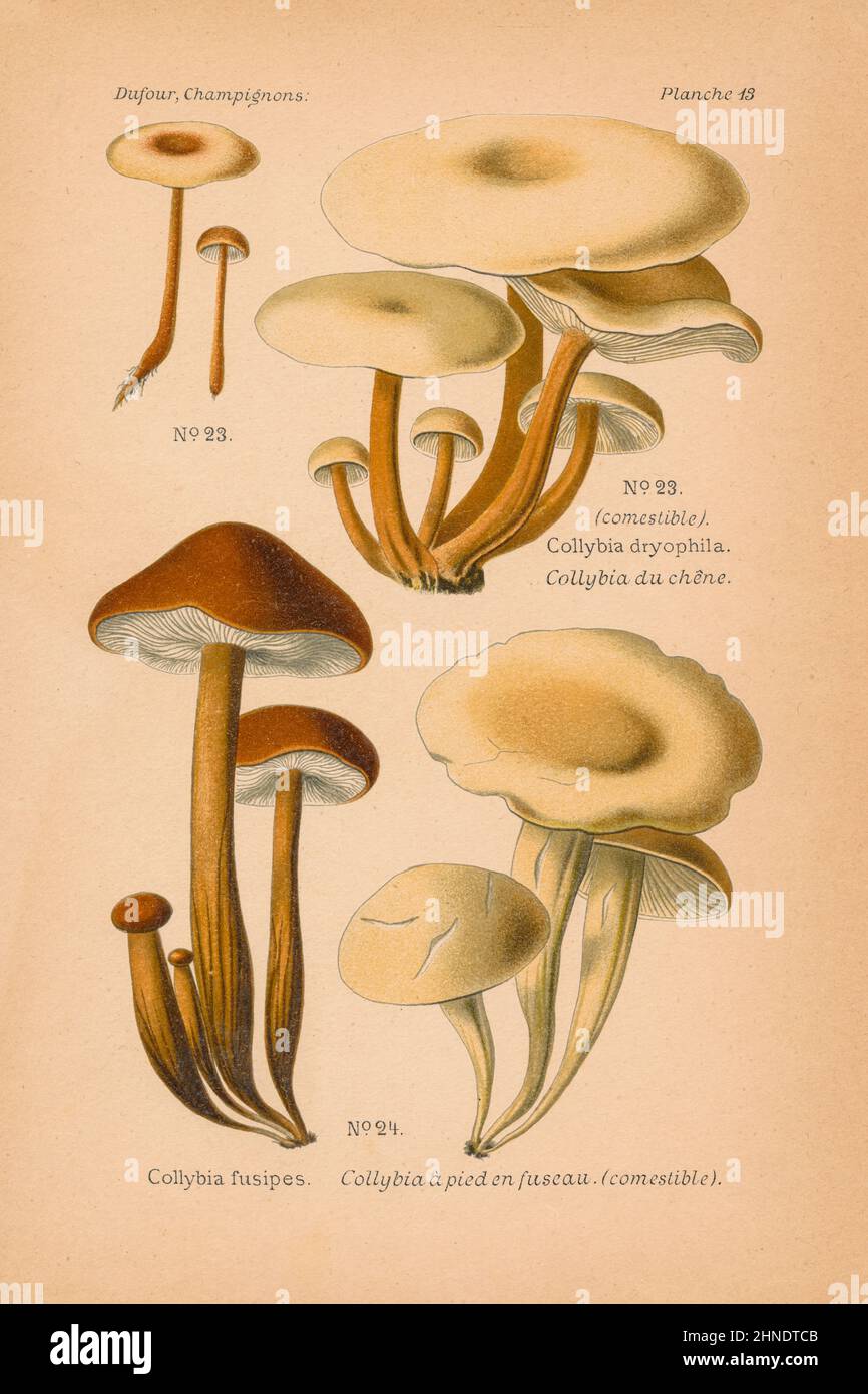 Vintage mushroom illustration of Collybia dryophila, Collybia fusipes. From 'Atlas des Champignons' by Leon Dufour, 1891. Stock Photo
