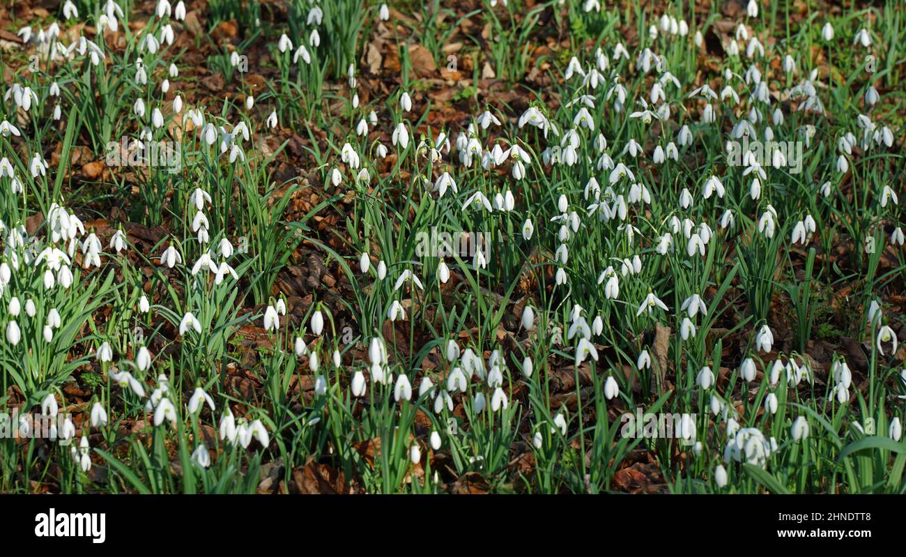 Carpet of Snowdrops in bloom. Stock Photo