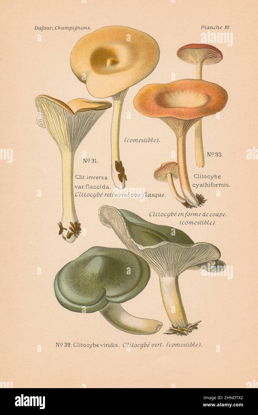 Antique mushroom engraving of Clitocybe inversa (Tawny Funnel Cap), C. viridis (Aniseed Toadstool), C. cyathiformis (Goblet Funnel Cap) Stock Photo