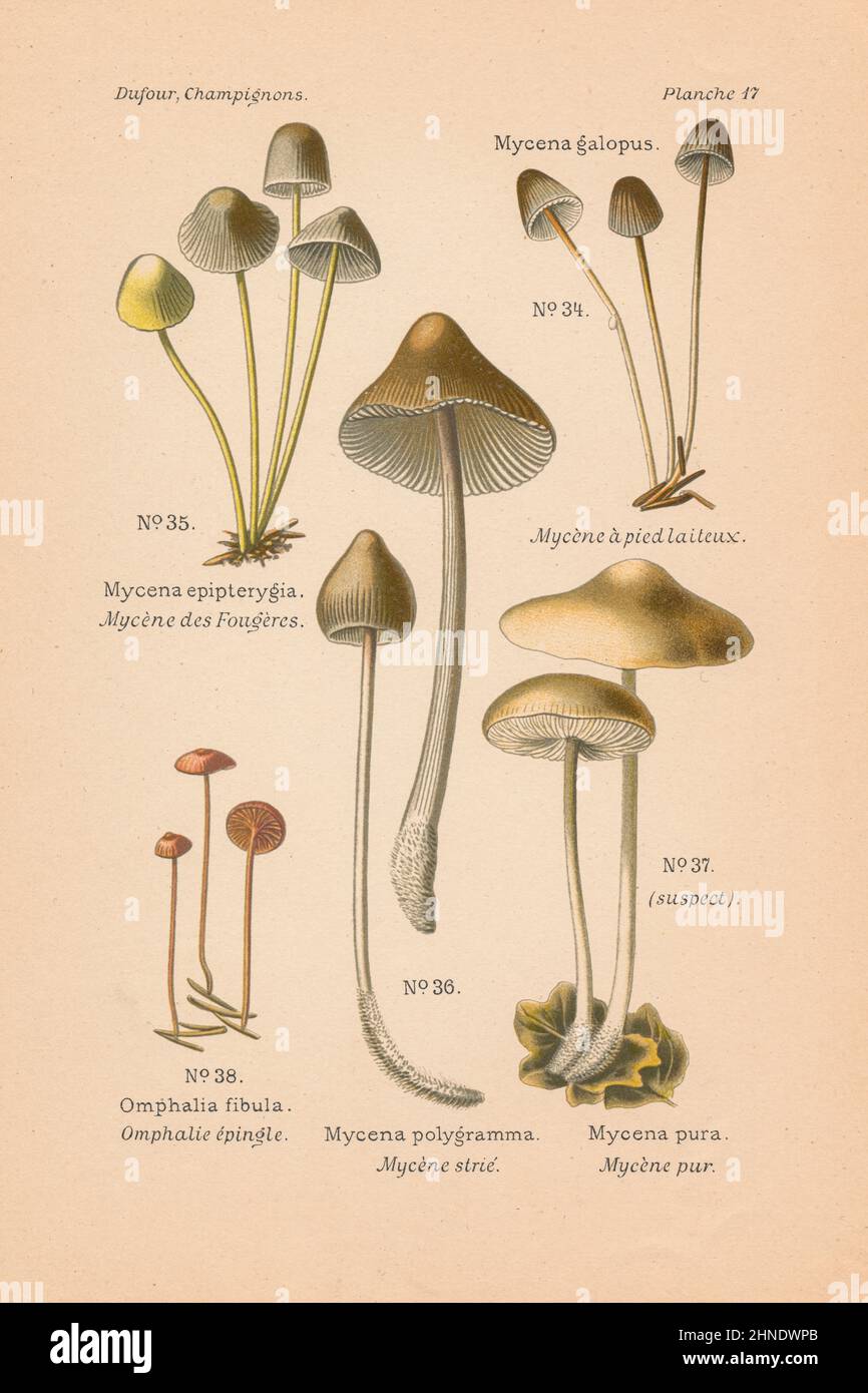 Vintage mushroom illustration of Mycena galopus (Milking Bonnet), M. epipterygia (Yellowleg B.), M. polygramma (Grooved B.) and others Stock Photo