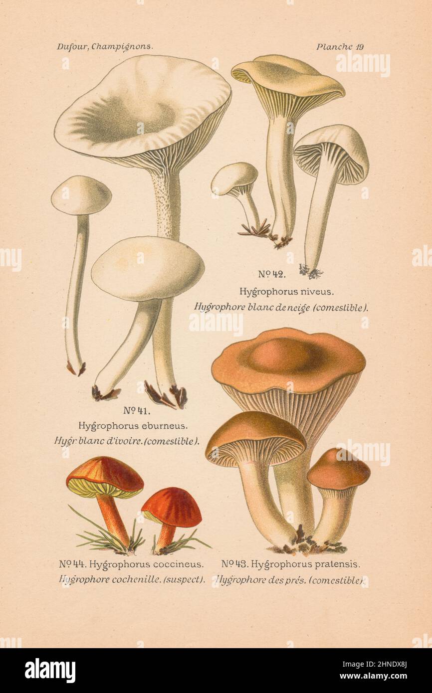 Vintage mushroom illustration of Hygrophorus eburneus (Ivory Waxy Cap), H. niveus (Snowy Waxcap), H. pratensis (Meadow Waxcap), H. coccineus Stock Photo