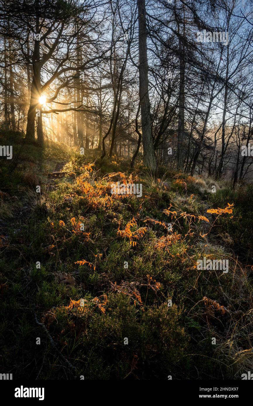 Low winter sun filtering through the woodland Stock Photo