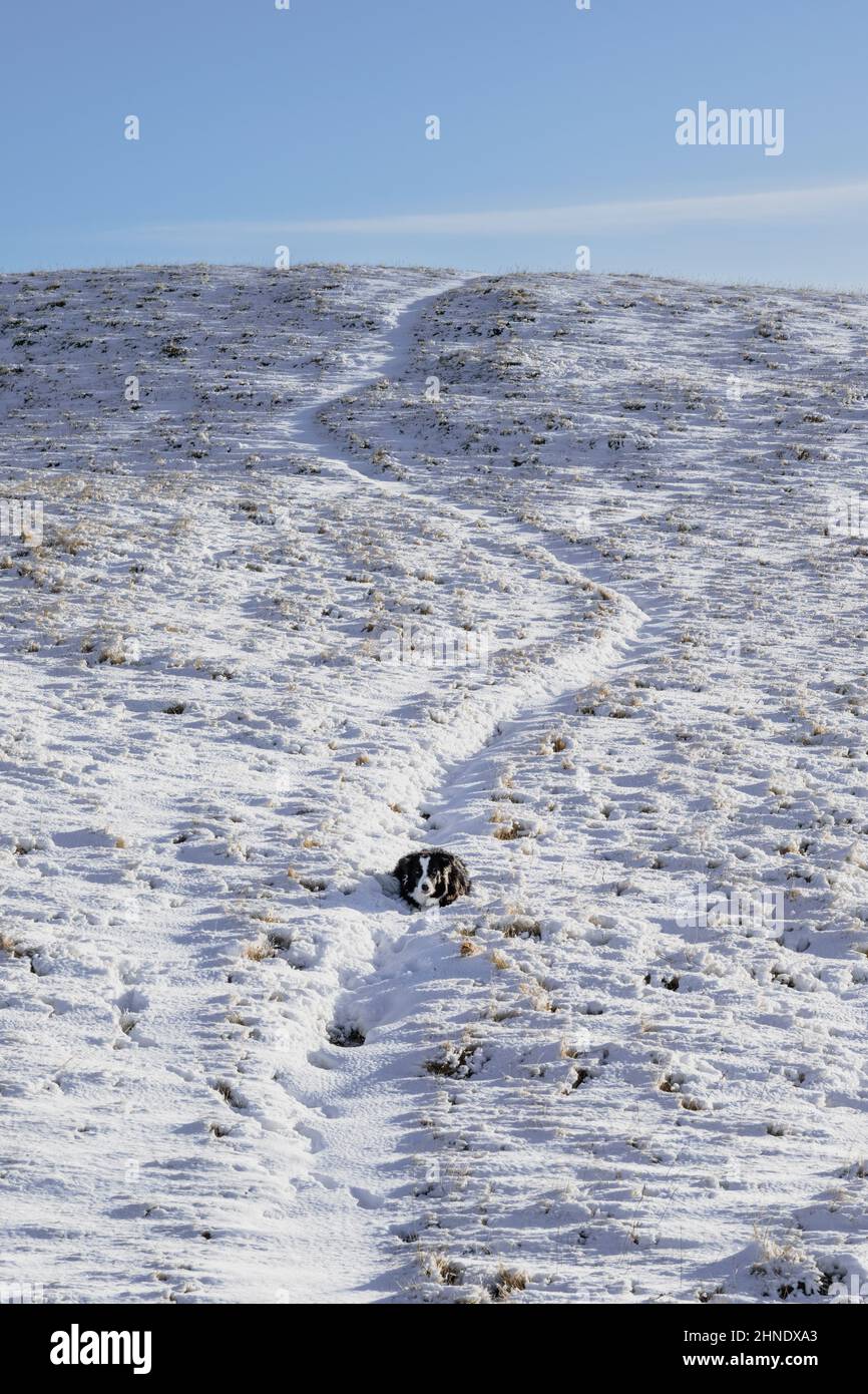 Border Collie enjoying the snow in the Howgills Stock Photo