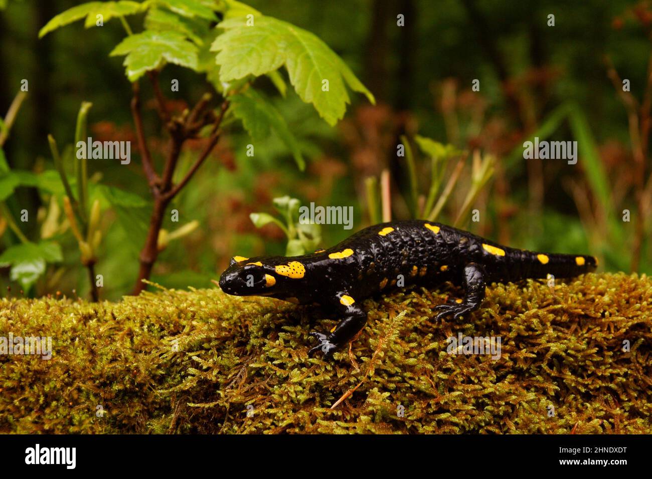 Fire Salamander on the rock, Salamandra salamandra Stock Photo Alamy