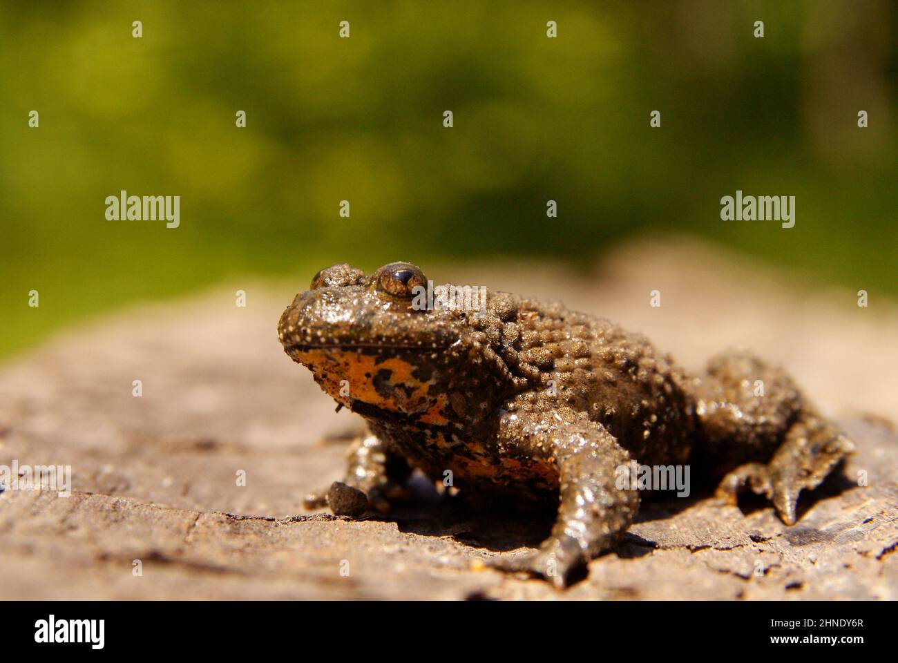 Toad On Rocks Yellow-Bellied Toad on the rock (Bombina variegata), Bieszczady ...