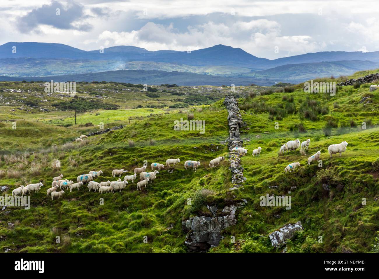 Sheep and lambs pass through a gap in a wall near Ardara, County Donegal, Ireland. Stock Photo