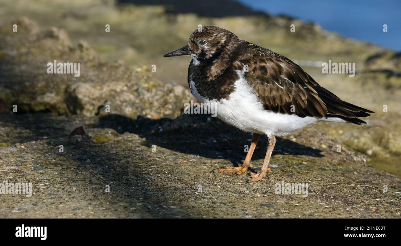 Turnstones are two bird species that comprise the genus Arenaria in the family Scolopacidae. Stock Photo