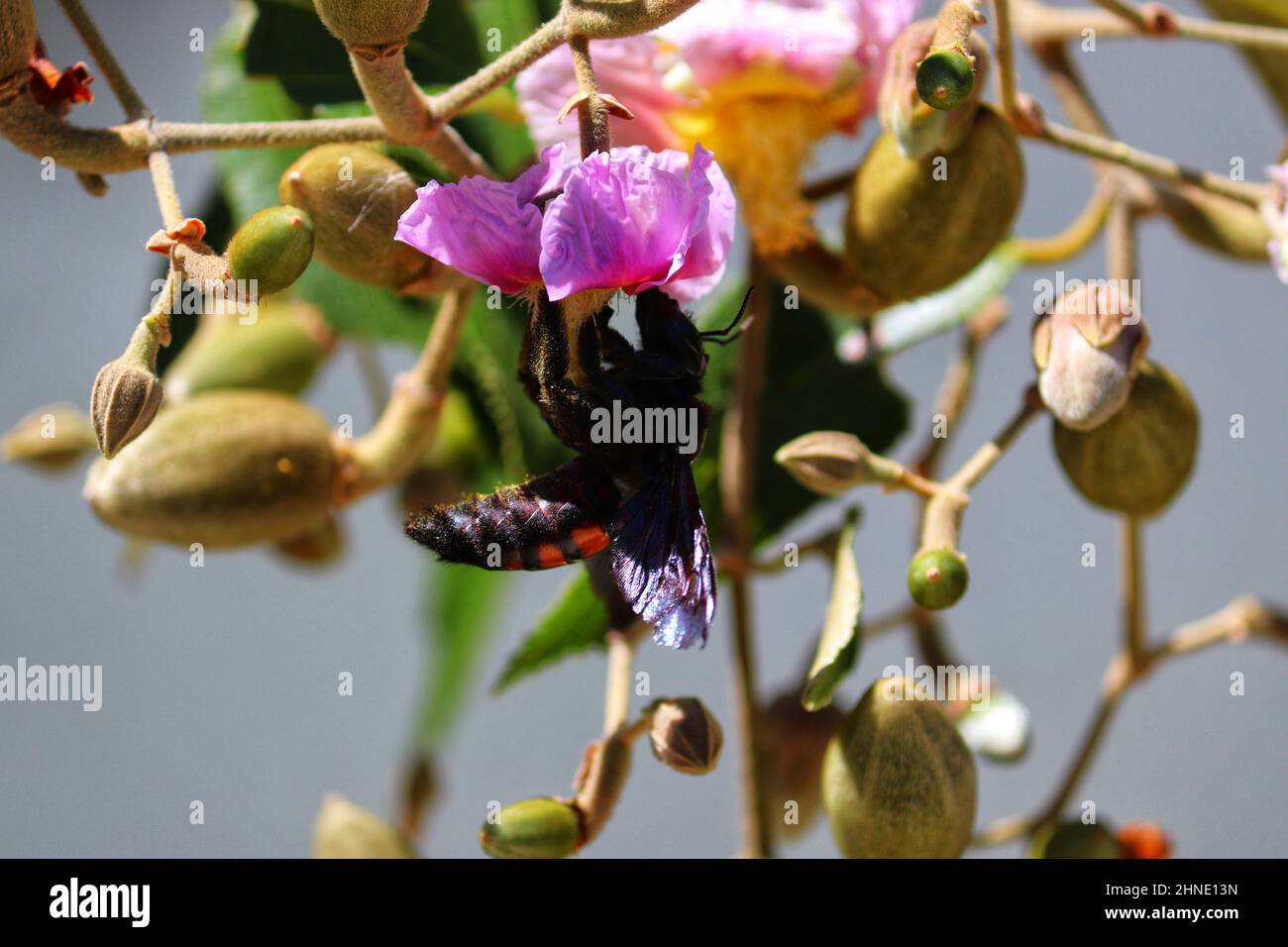 Insect pollinating flowers in nature Stock Photo Alamy