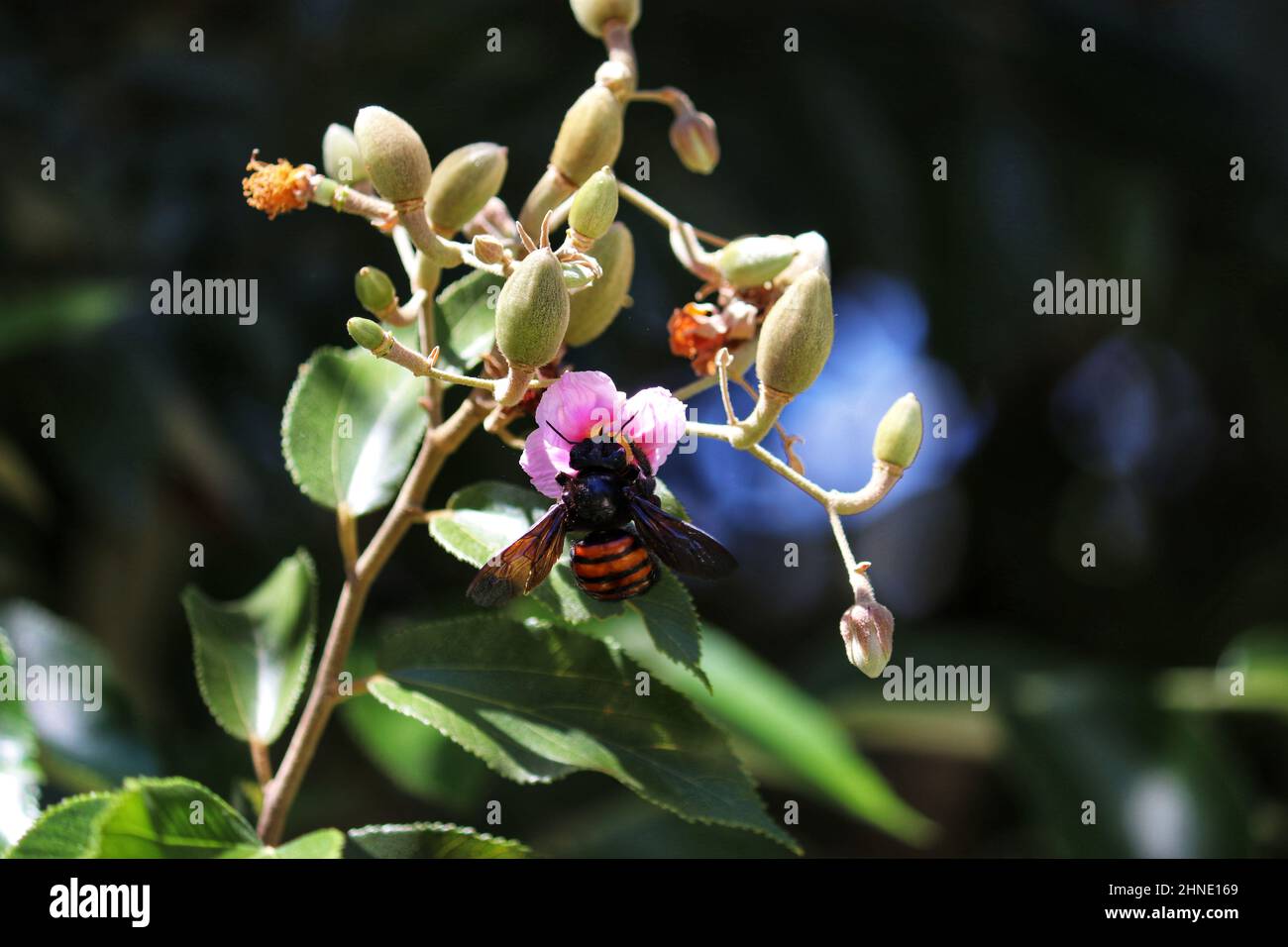 Insect pollinating flowers in nature Stock Photo Alamy