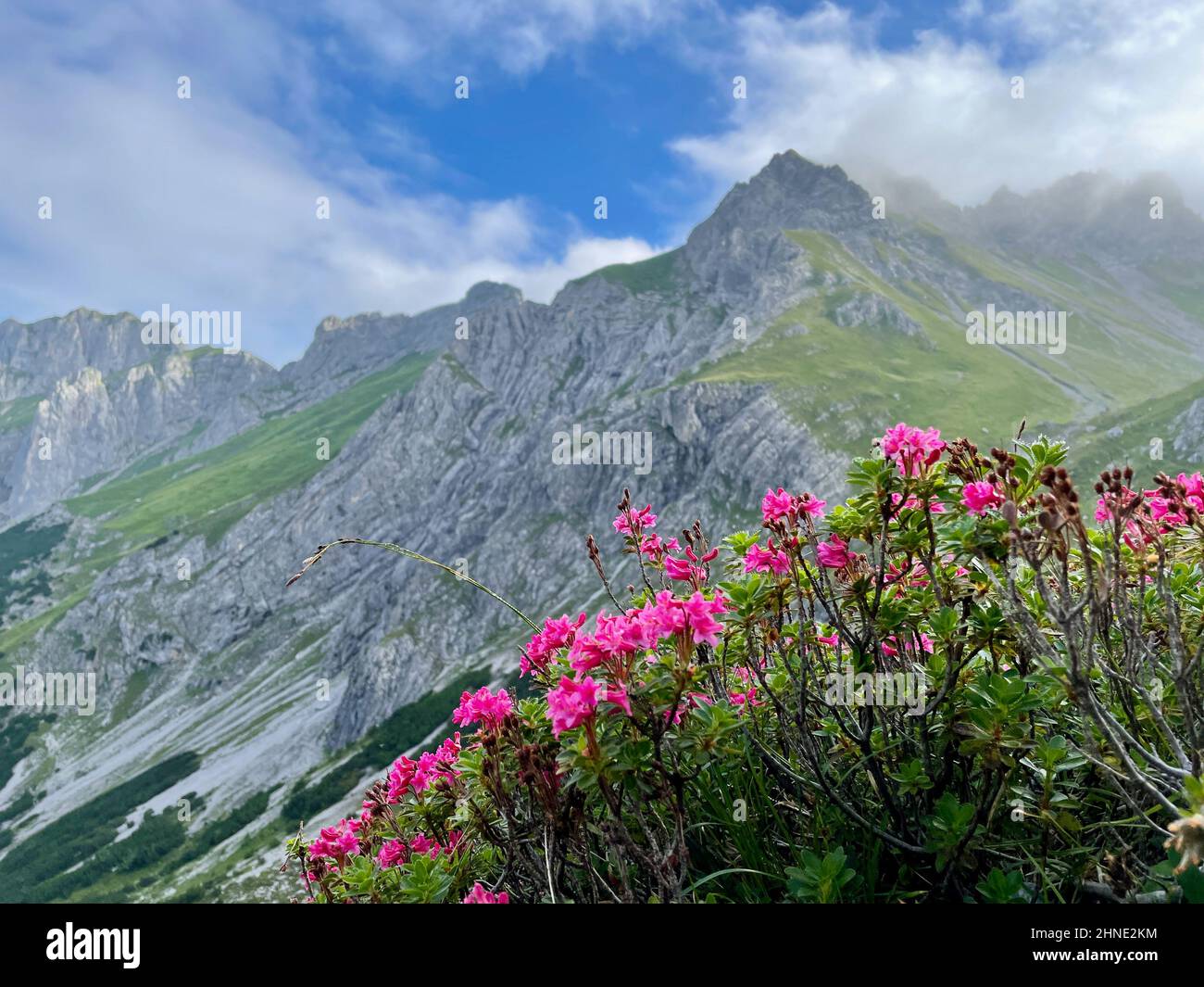 Blooming alpine roses in Raetikon mountains, close to Zimba. Vorarlberg, Austria. High quality photo Stock Photo