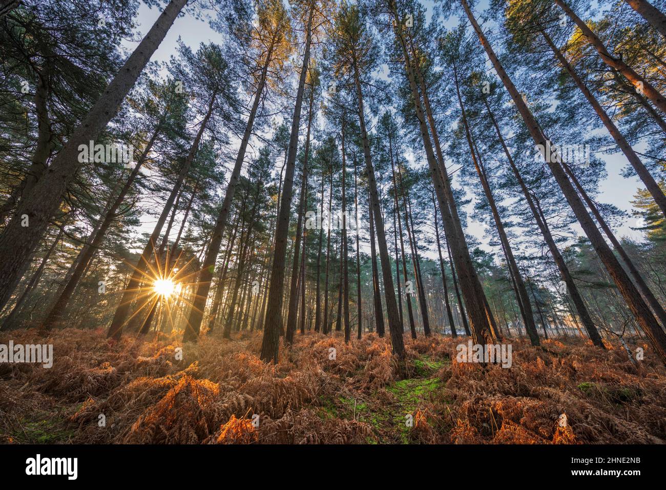 Sun rising through woodland of Scots Pine trees in winter, Newtown Common, near Newbury, Berkshire, England, United Kingdom, Europe Stock Photo