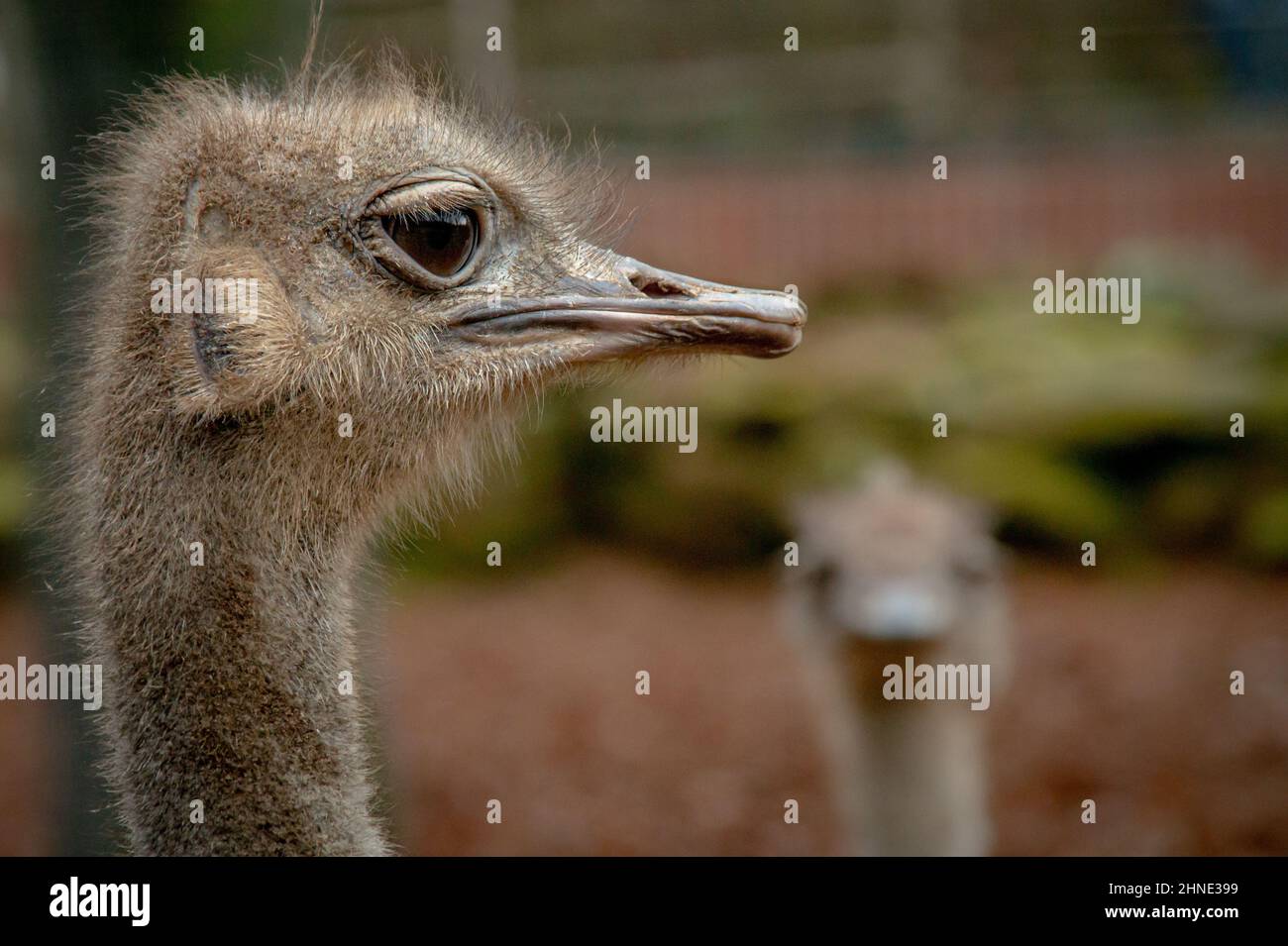 A proud ostrich on an ostrich farm in Rhineland-Palatinate, Germany in nice weather Stock Photo