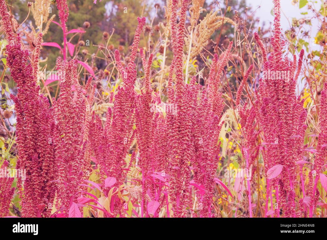 Amaranth is growing in rural garden. Organic red Amaranth in farming and harvesting. Growing vegetables at home. Stock Photo