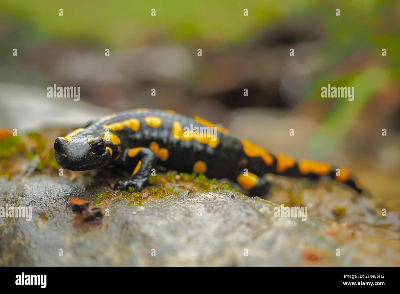 Fire Salamander on the rock, Salamandra salamandra Stock Photo Alamy