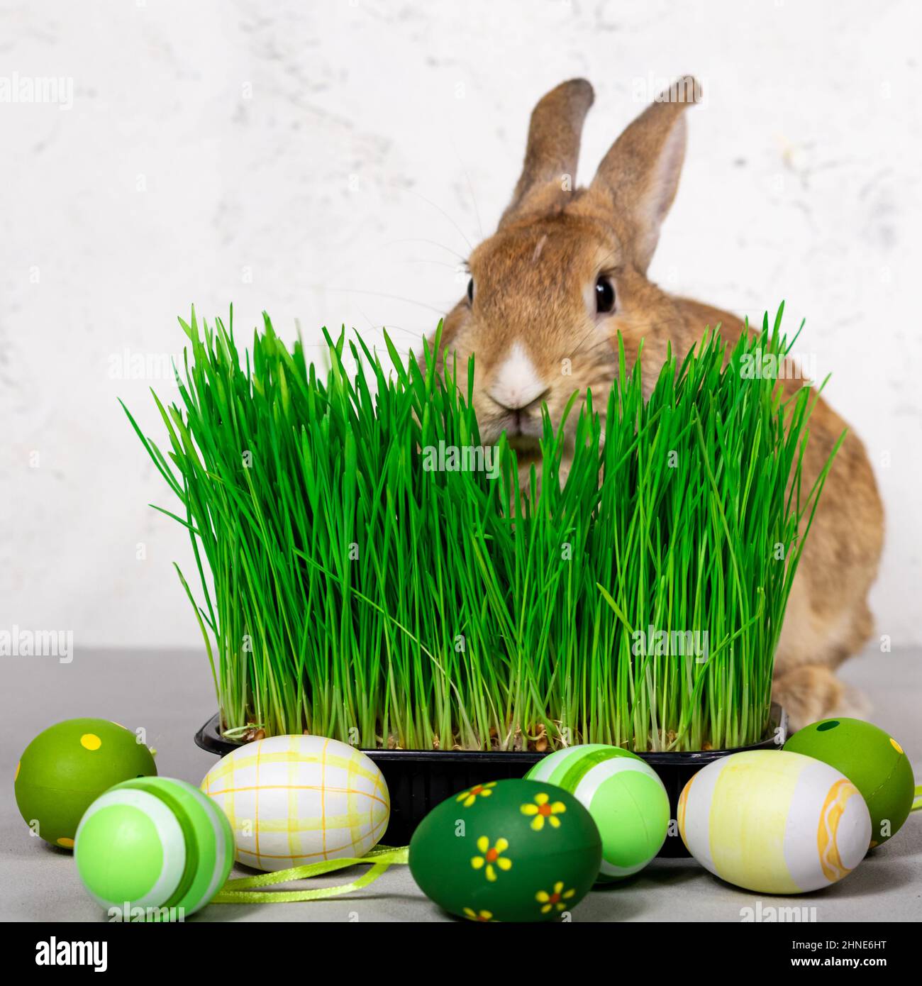 Rabbit on fresh green grass with easter eggs on a gray background close-up. Easter concept. Stock Photo