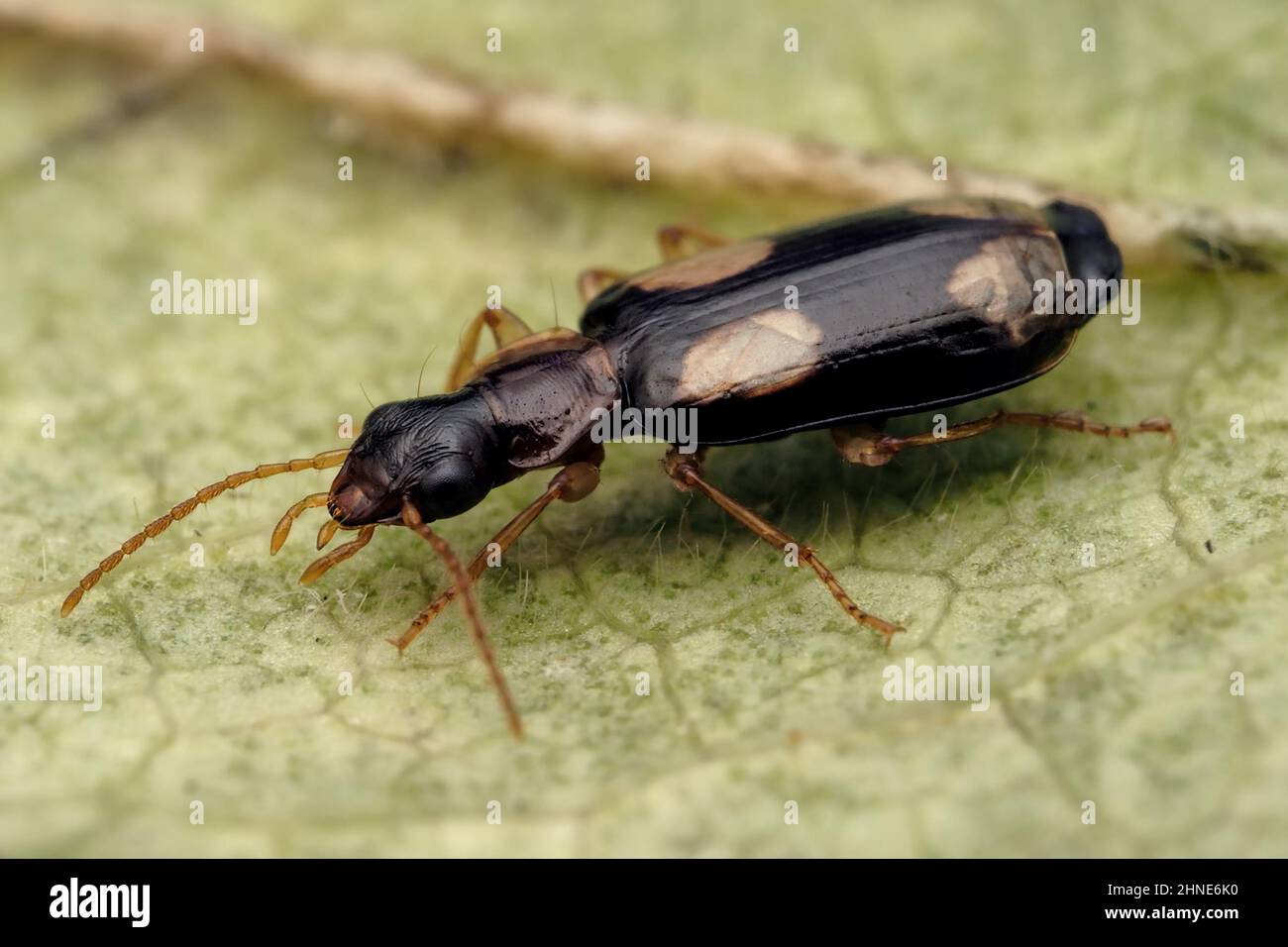 Dromius quadrimaculatus Ground beetle in leaf litter. Tipperary, Ireland Stock Photo