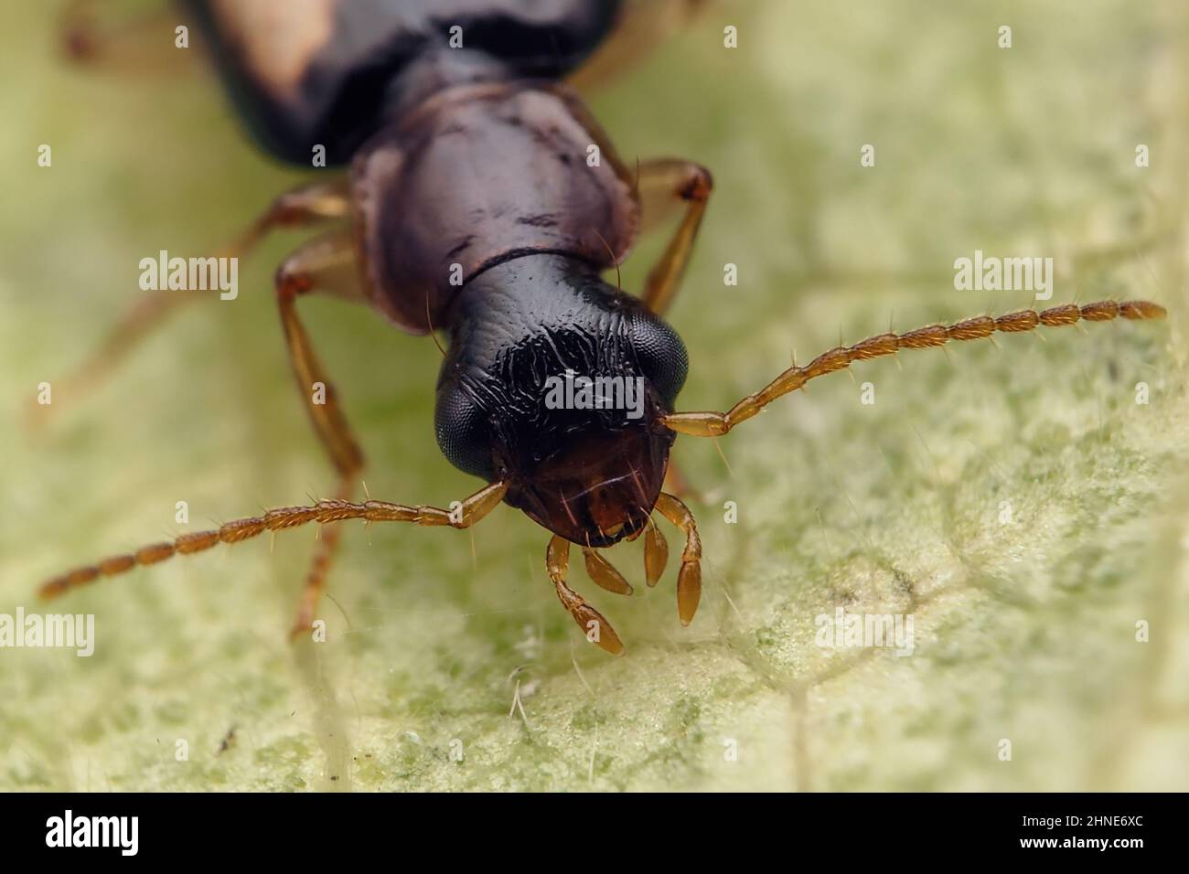 Head detail of Dromius quadrimaculatus Ground beetle in leaf litter. Tipperary, Ireland Stock Photo