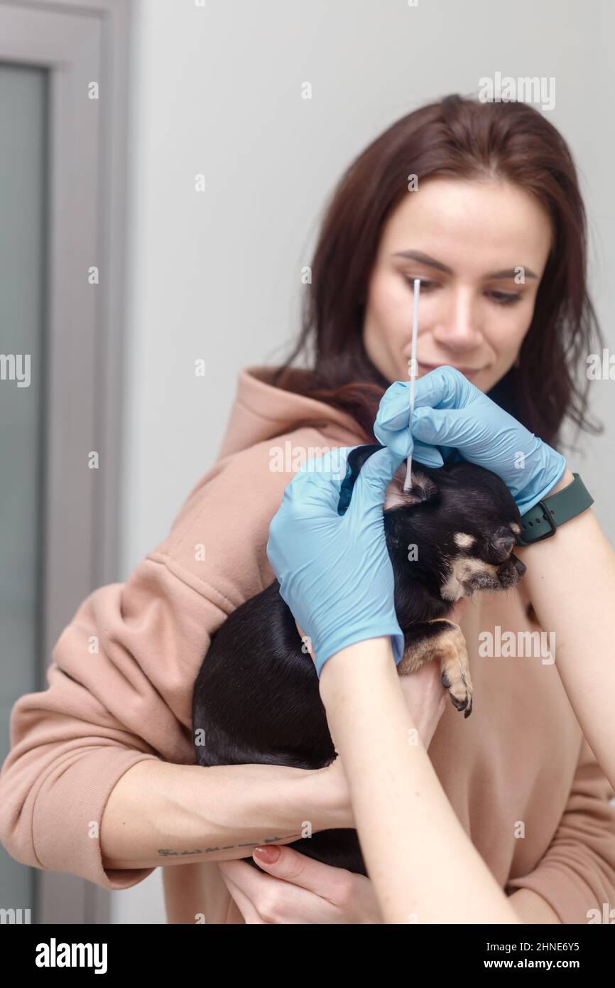 Vet takes swab from dog's ear. Pet on owners hand Stock Photo