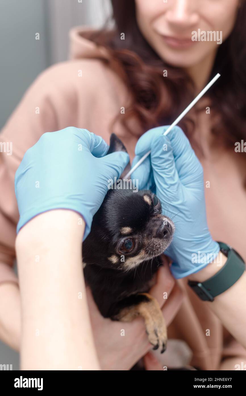 Vet takes swab from dog's ear. Pet on owners hand Stock Photo