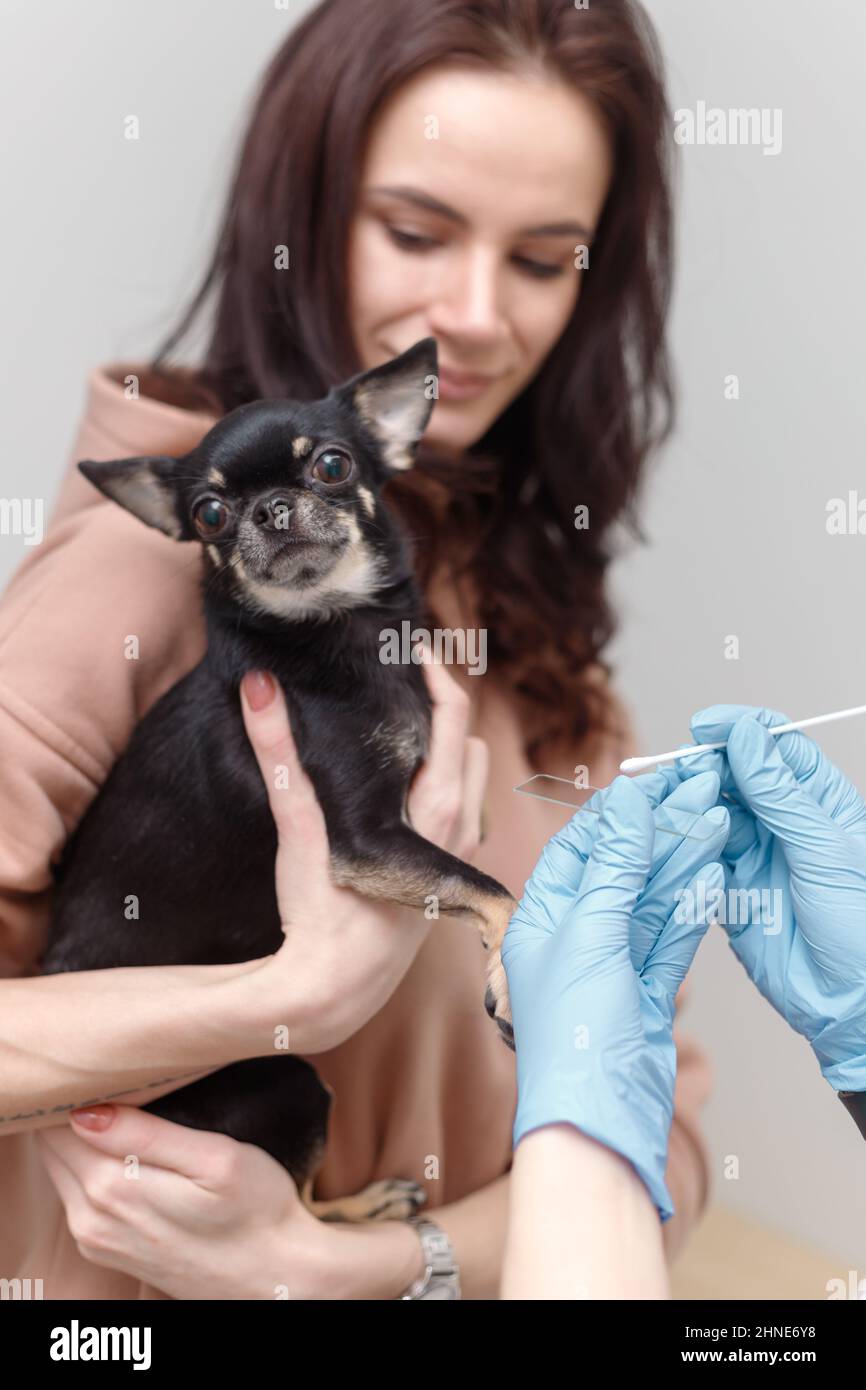 Vet takes swab from dog's ear. Pet on owners hand Stock Photo