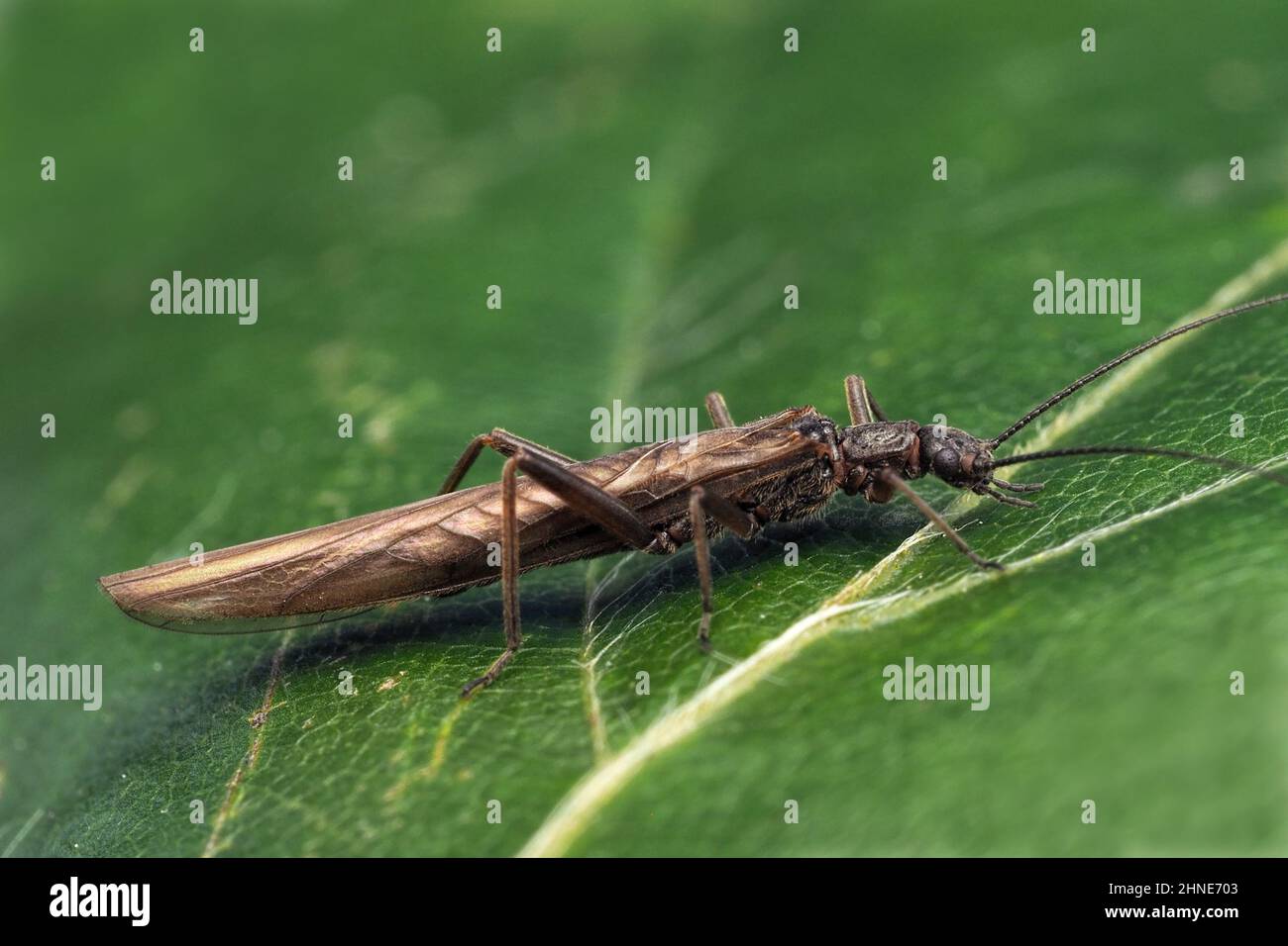 Leuctra fusca Stonefly resting on leaf. Tipperary, Ireland Stock Photo