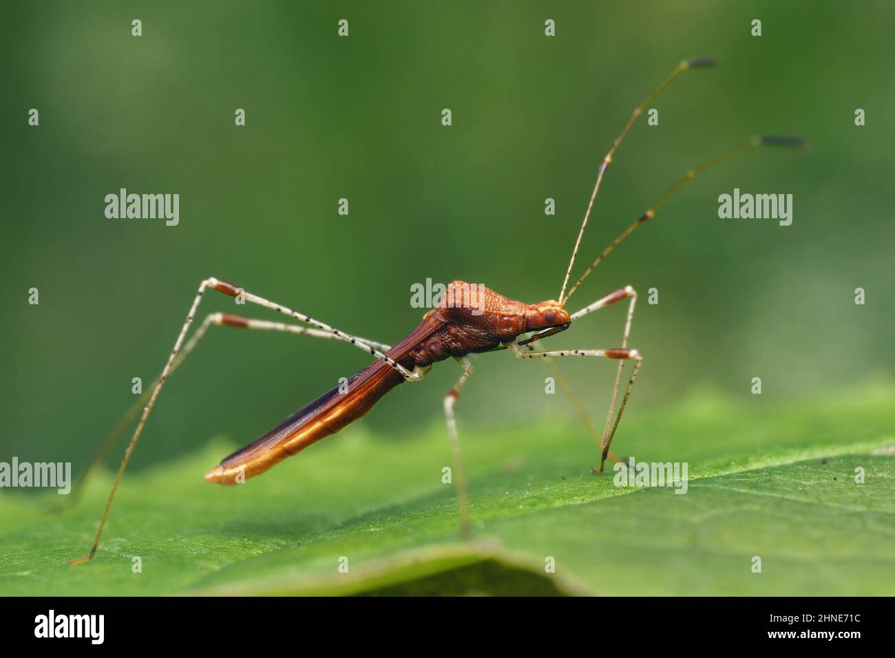 Metatropis rufescens Stilt bug at rest on leaf. Tipperary, Ireland ...