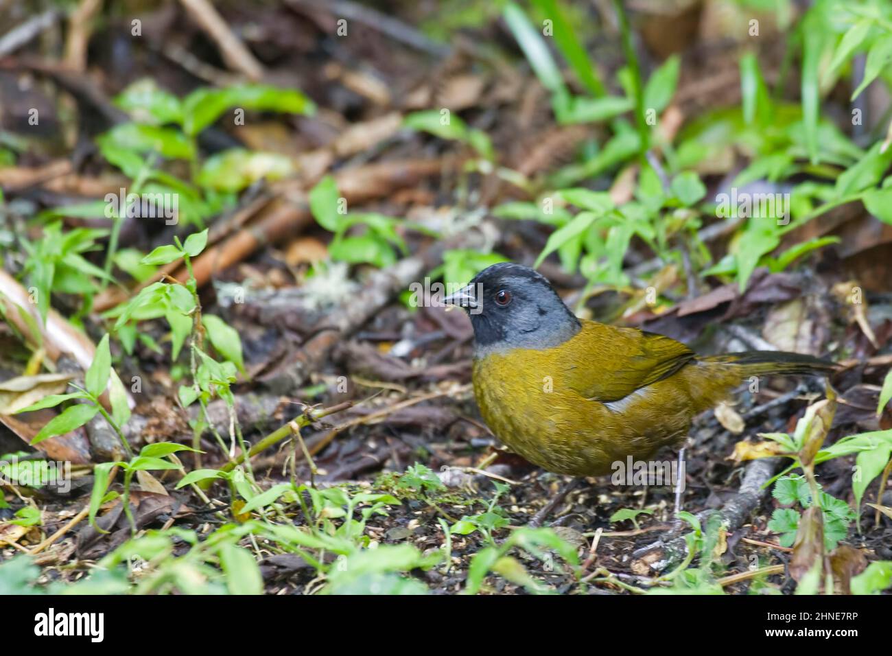 Finch Foraging A Large-footed Finch, Pezopetes capitalis, foraging on the ground Stock ...