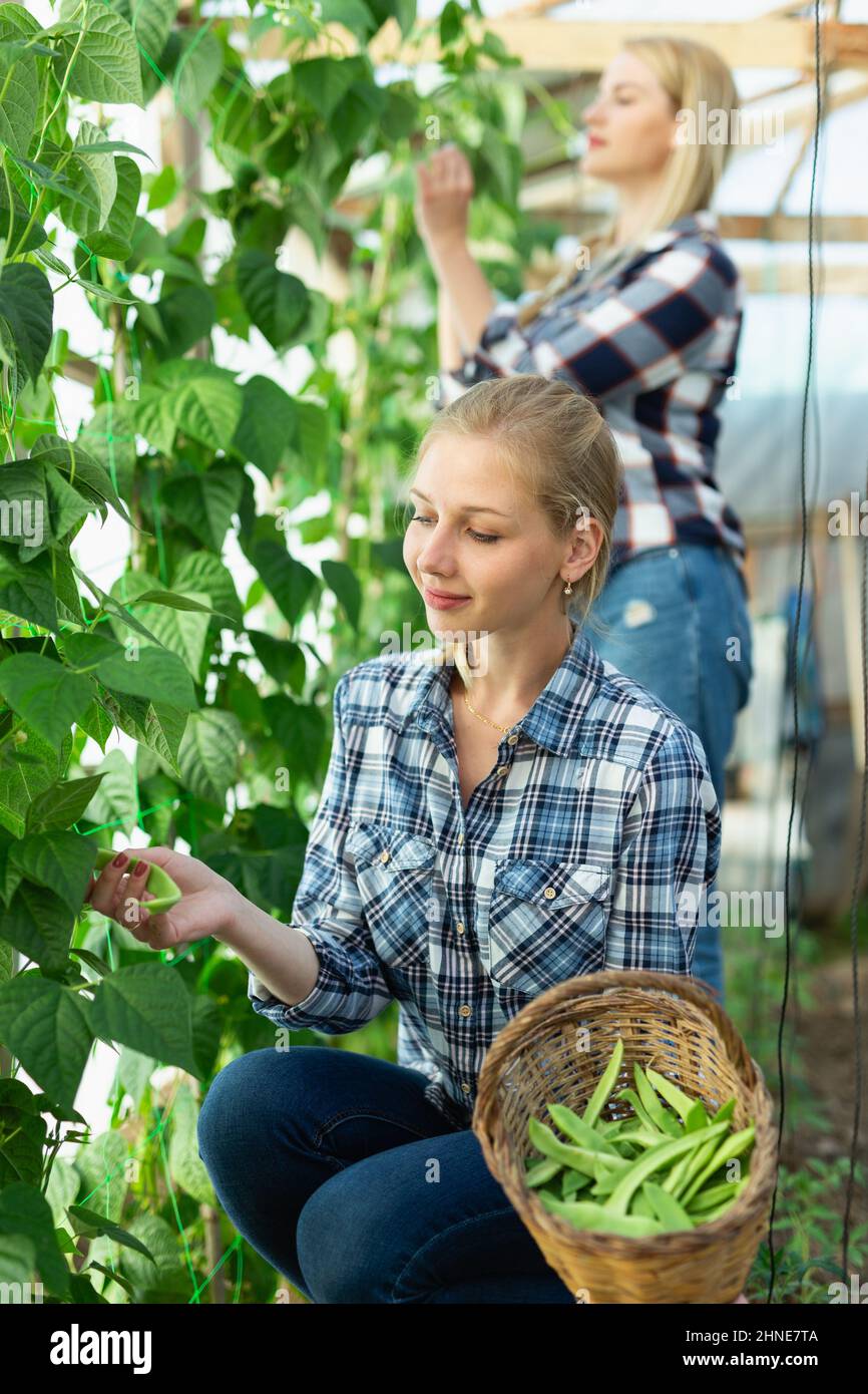 Broad bean harvesting picking hi-res stock photography and images - Alamy