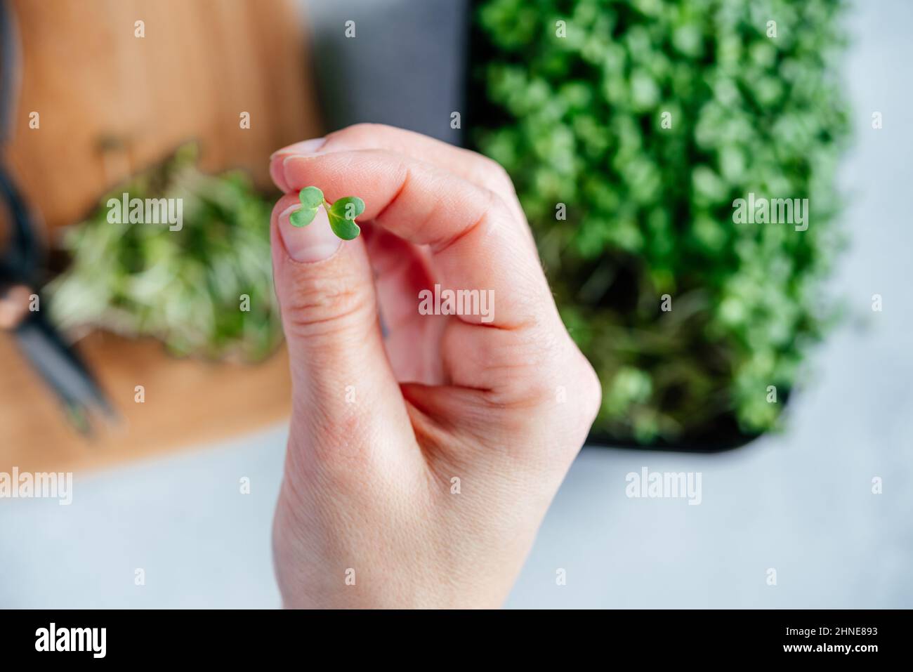 A hand holding a tiny leaf of freshly cut arugula microgreens sprouts on  the chopping board in the kitchen Stock Photo - Alamy, image size:1300x957